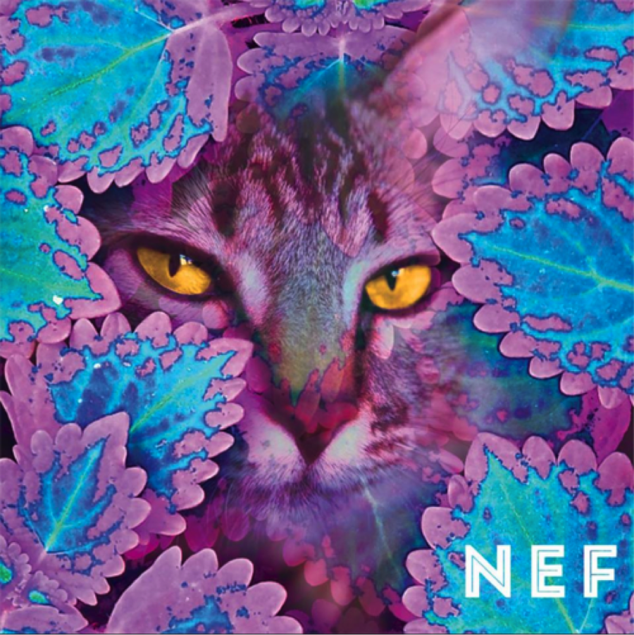 Nef: Perrin Grace
