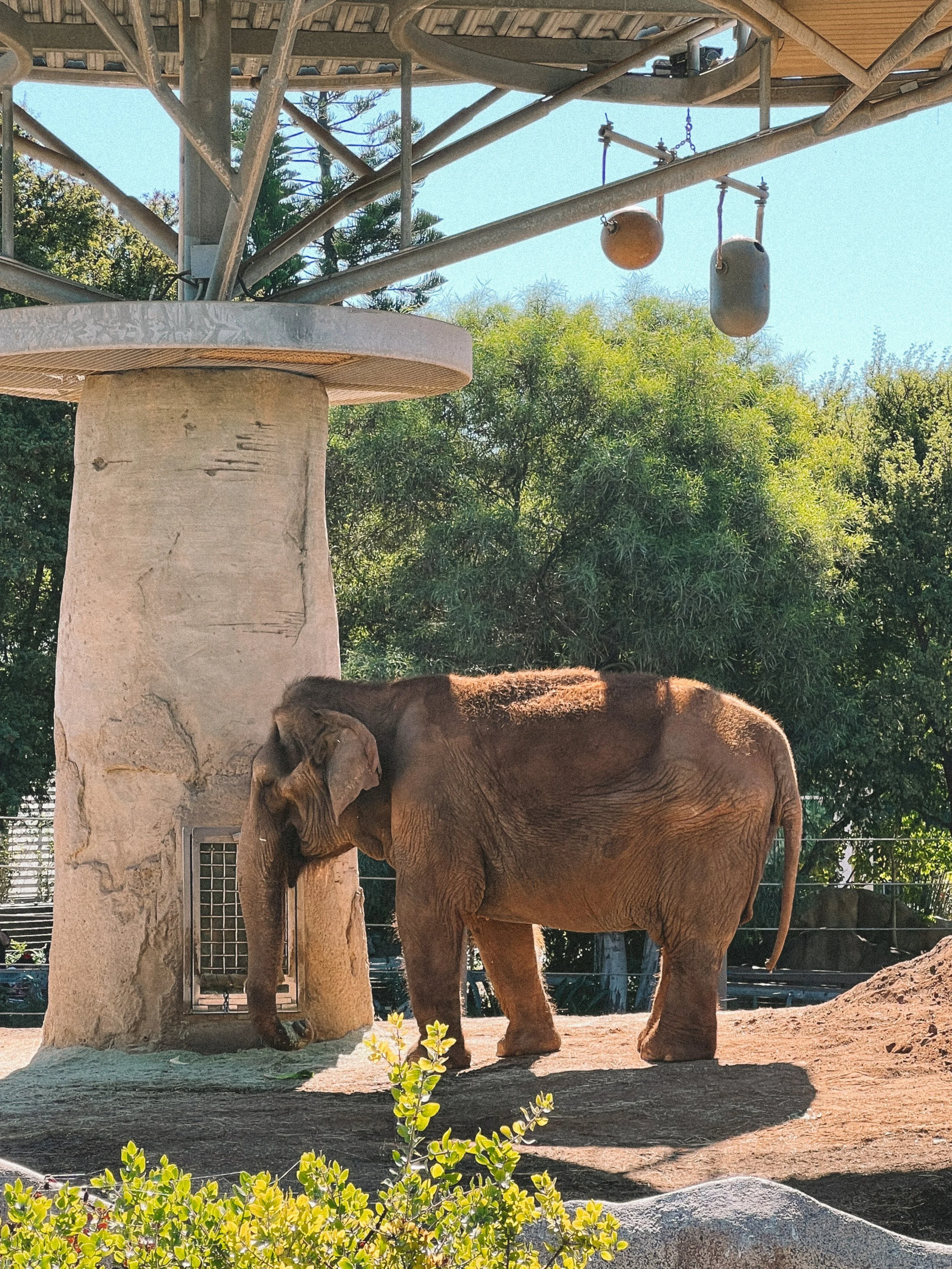 San diego zoo-10.JPG
