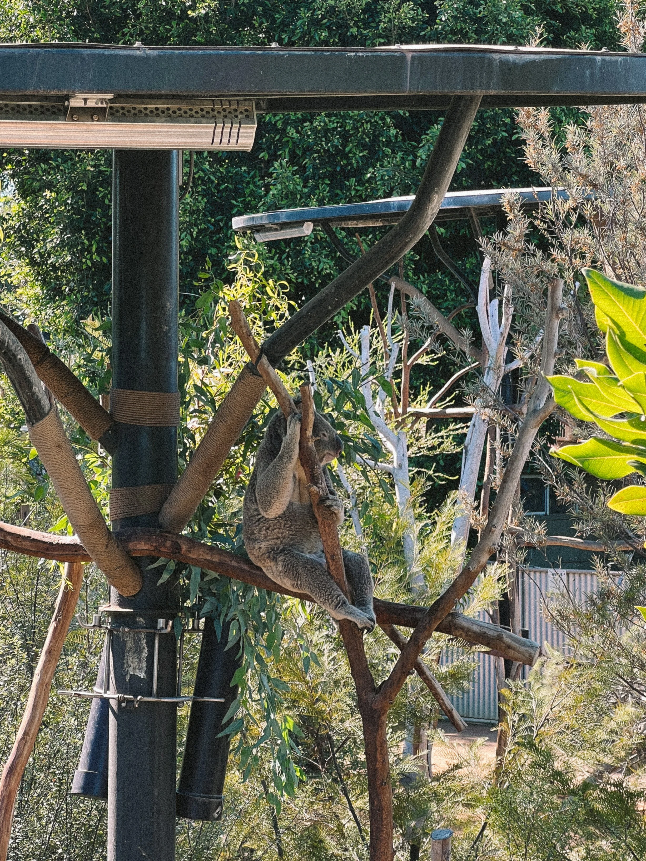San diego zoo-12.JPG