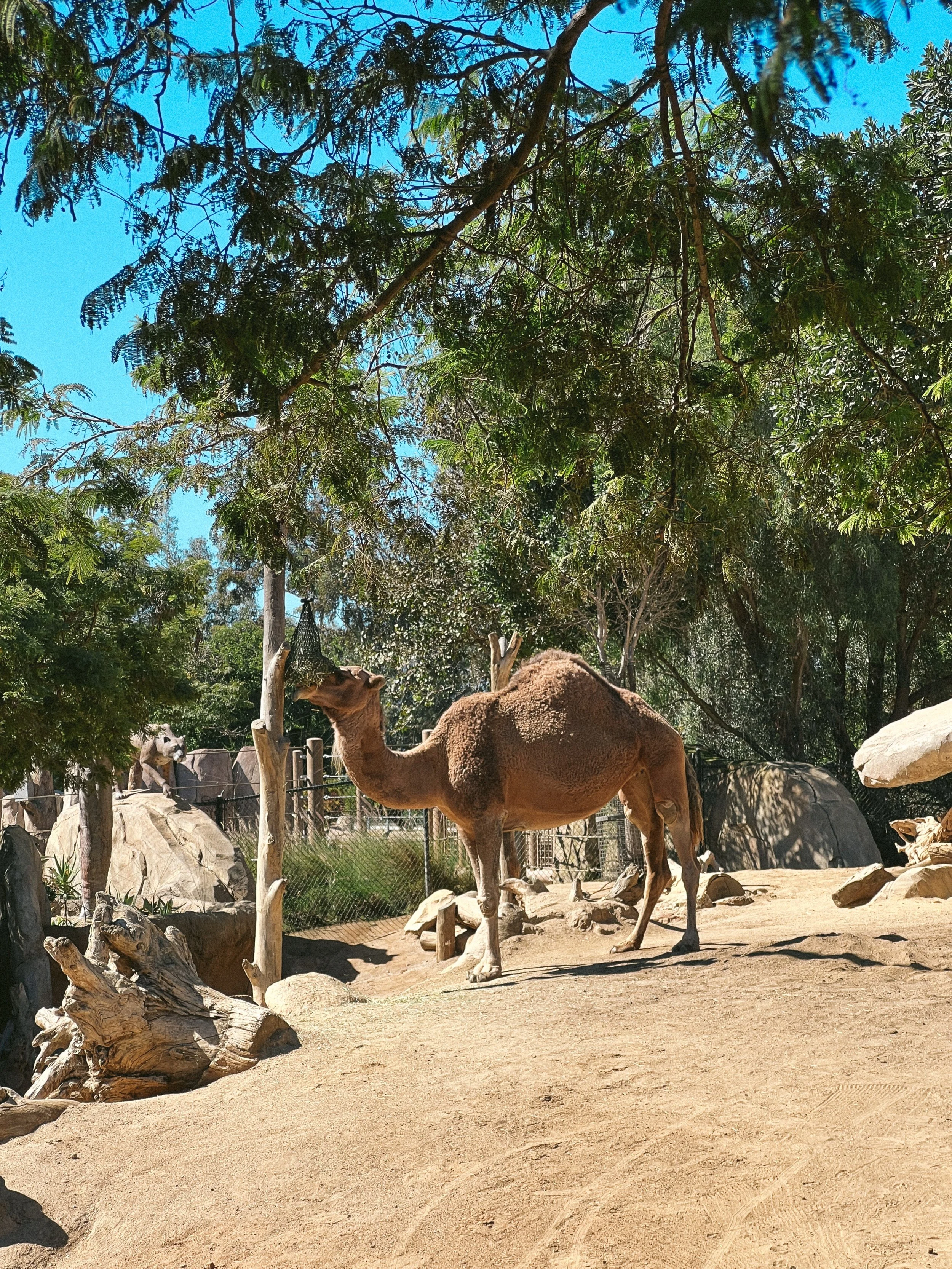 San diego zoo-15.JPG