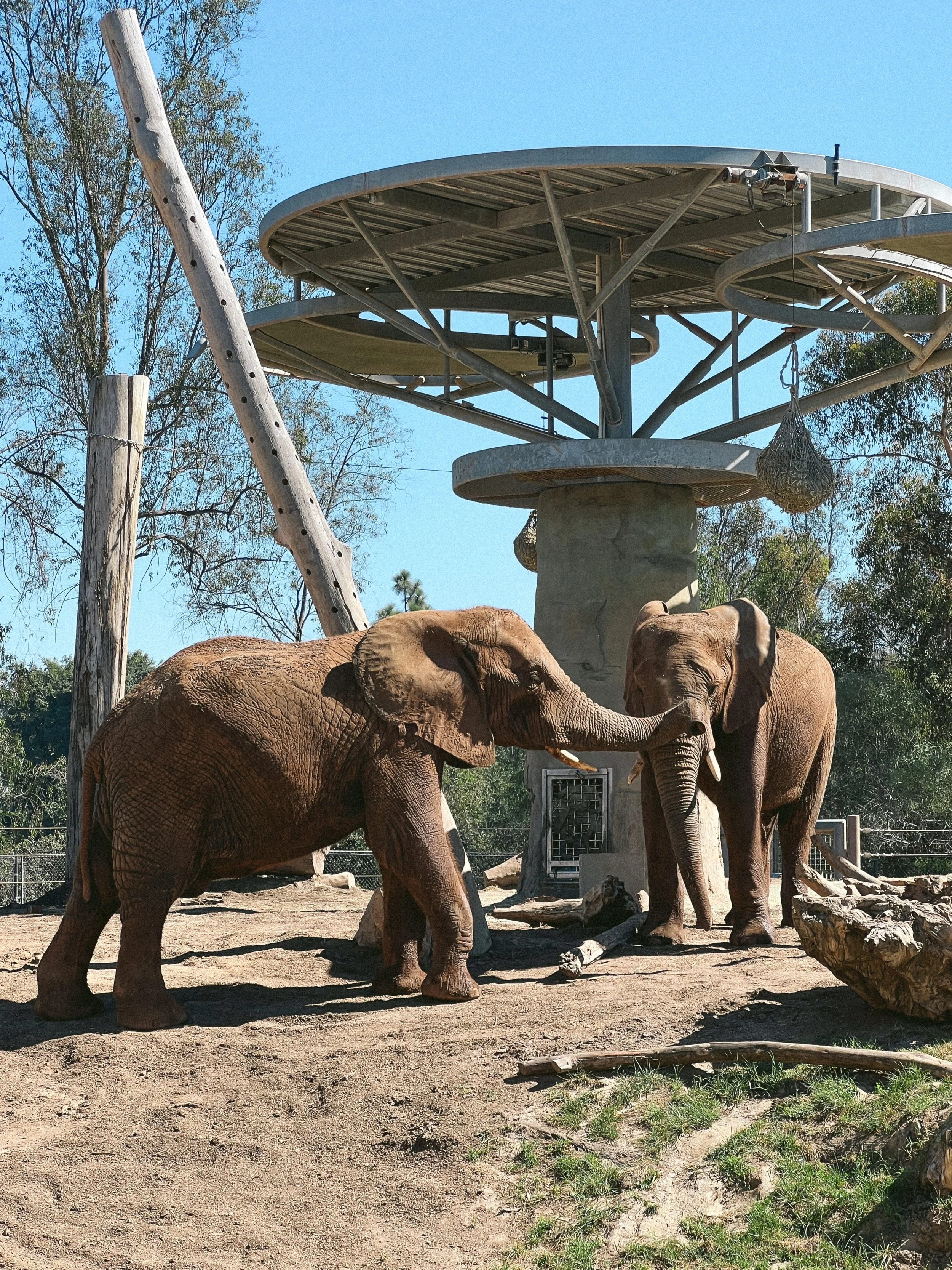 San diego zoo-16.JPG