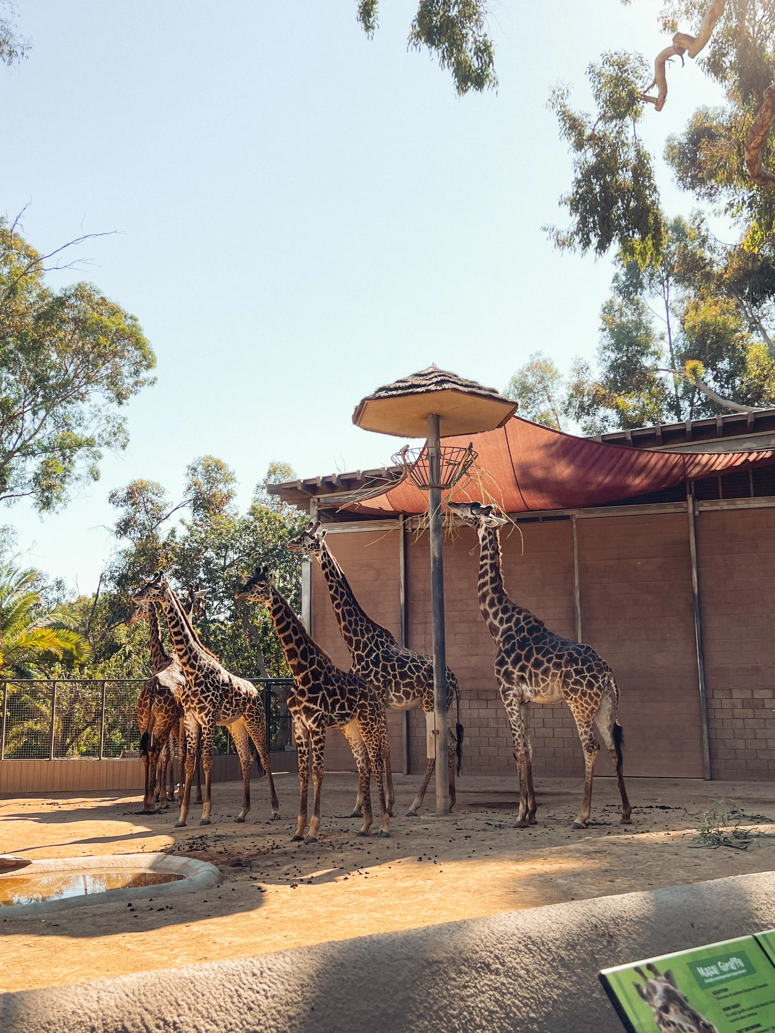 San diego zoo-20.JPG