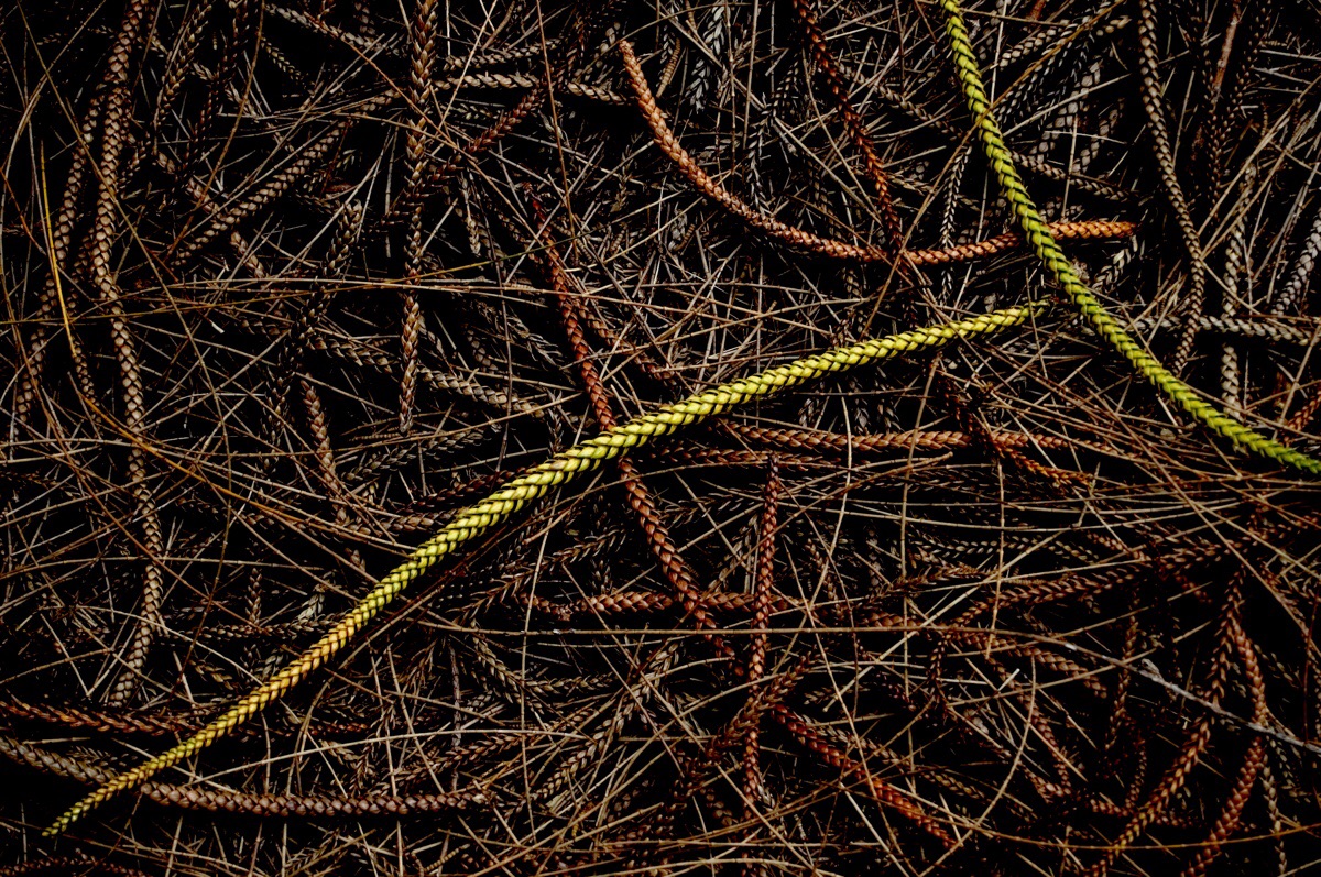 Cook Pine Needles, Molokai