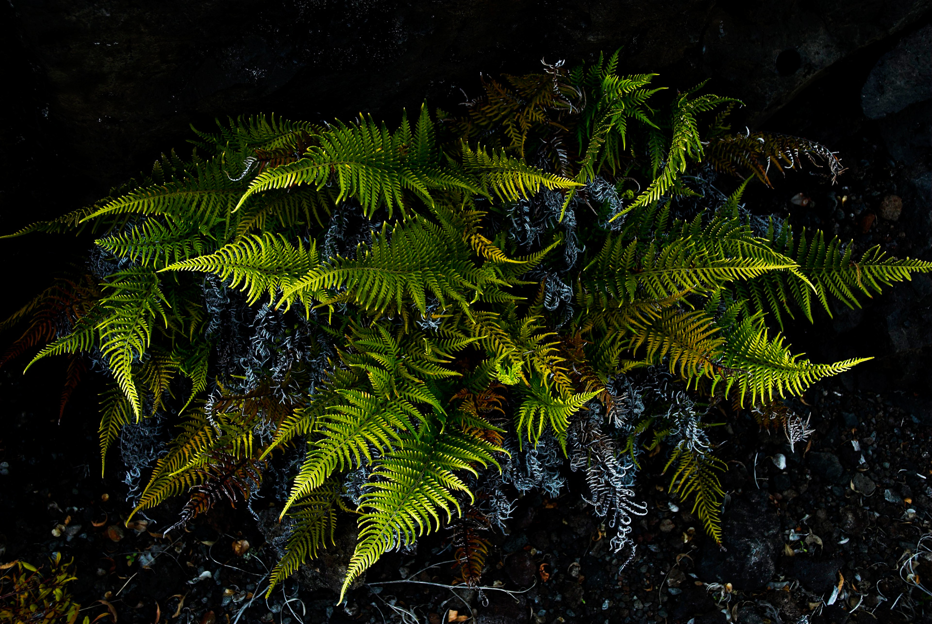 Ferns in Lava