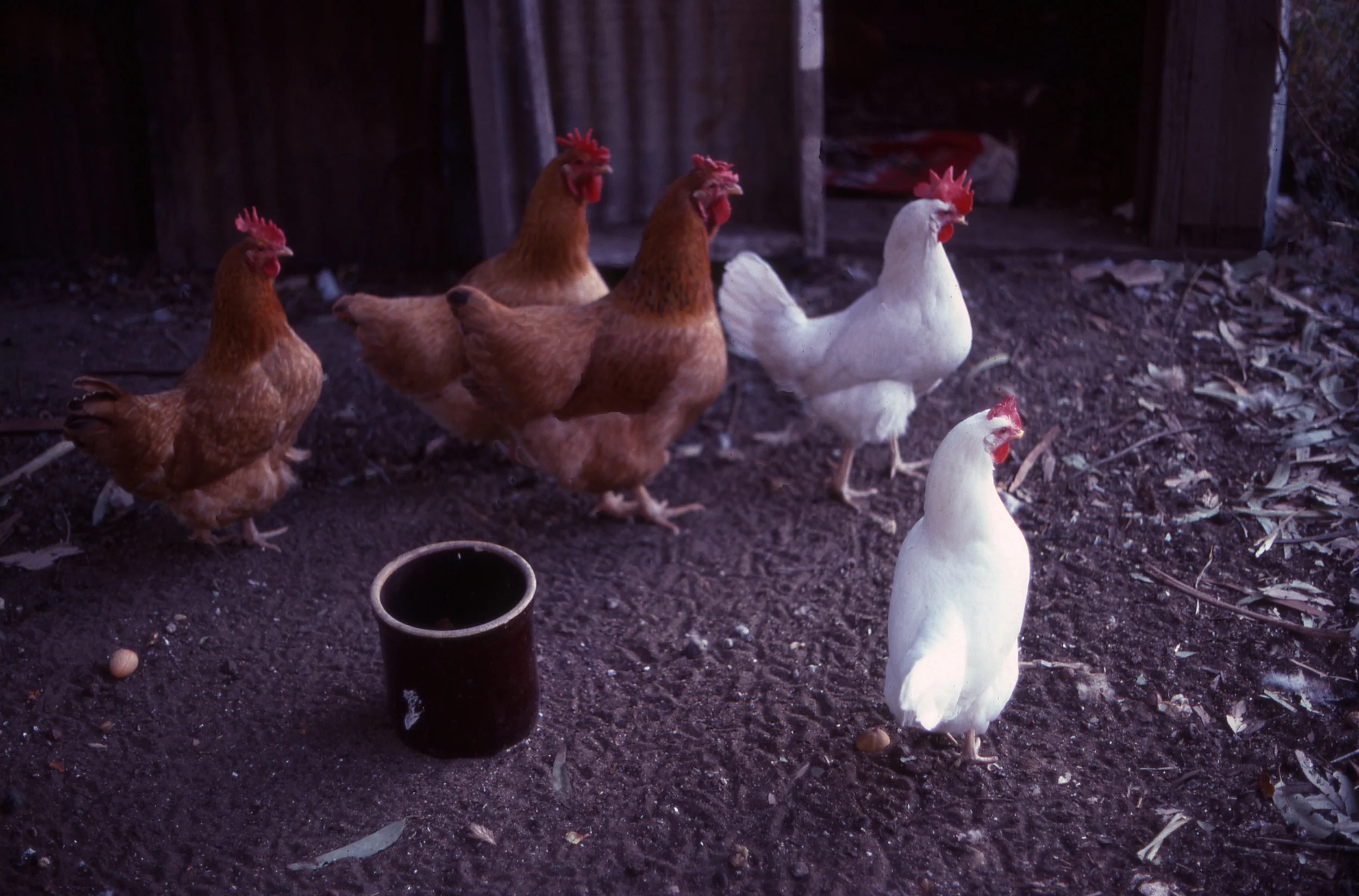 Chickens, California, Nikon F - 28mm f2.8, Kodachrome 64, 1974