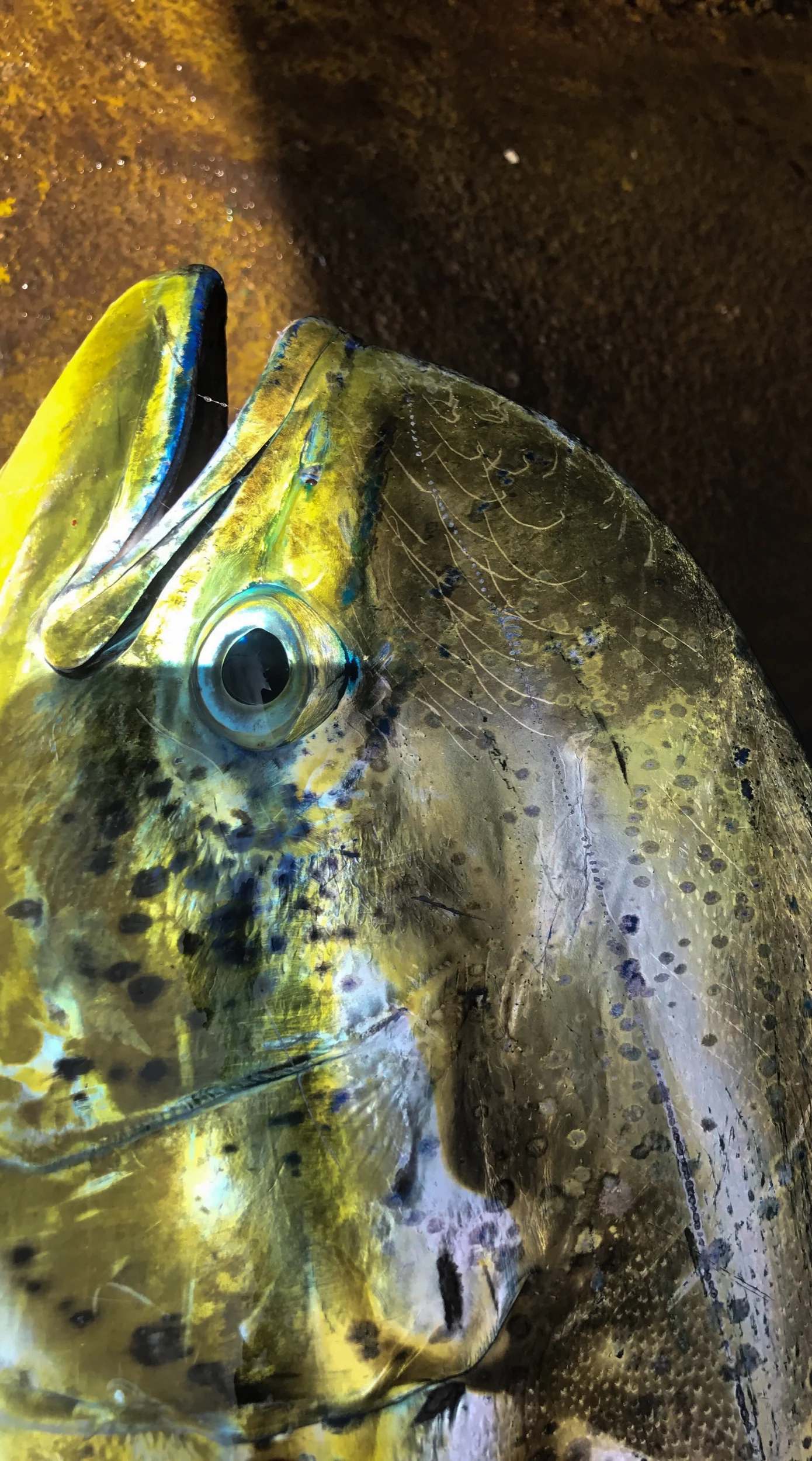 Mahi Mahi, Hawaii