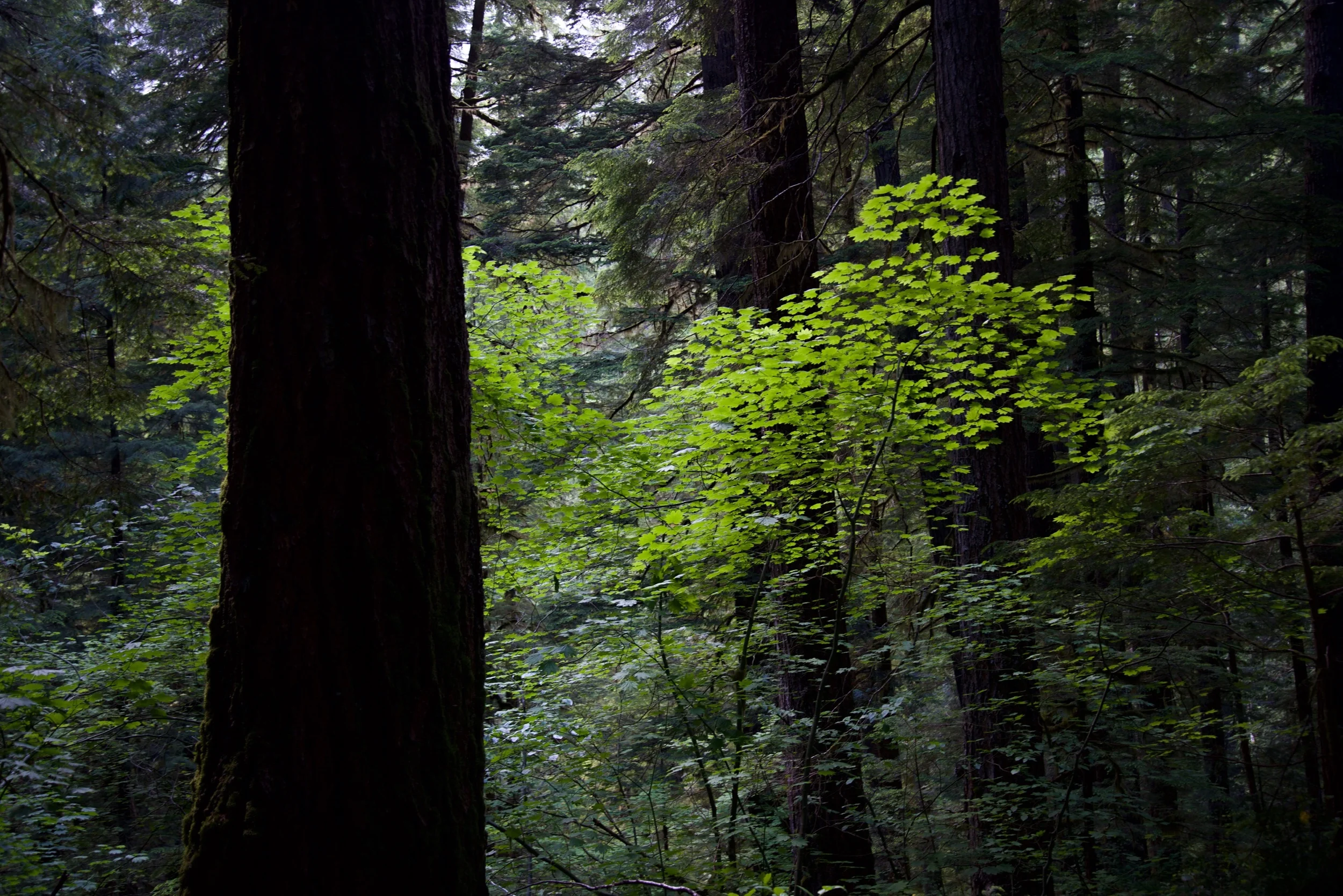 Forest in Mt Rainier National Park, Washington