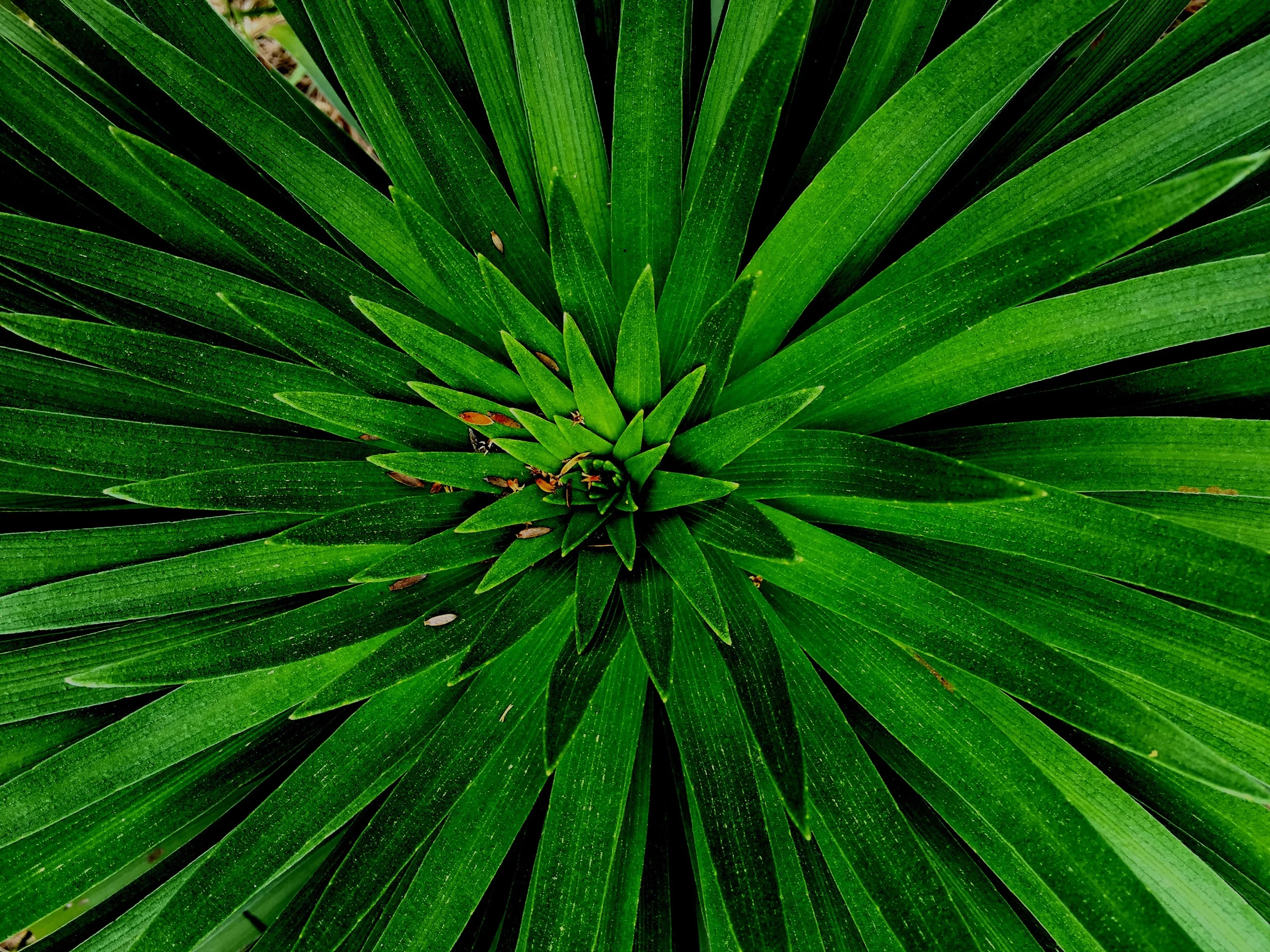 Tropical plant, hawaii