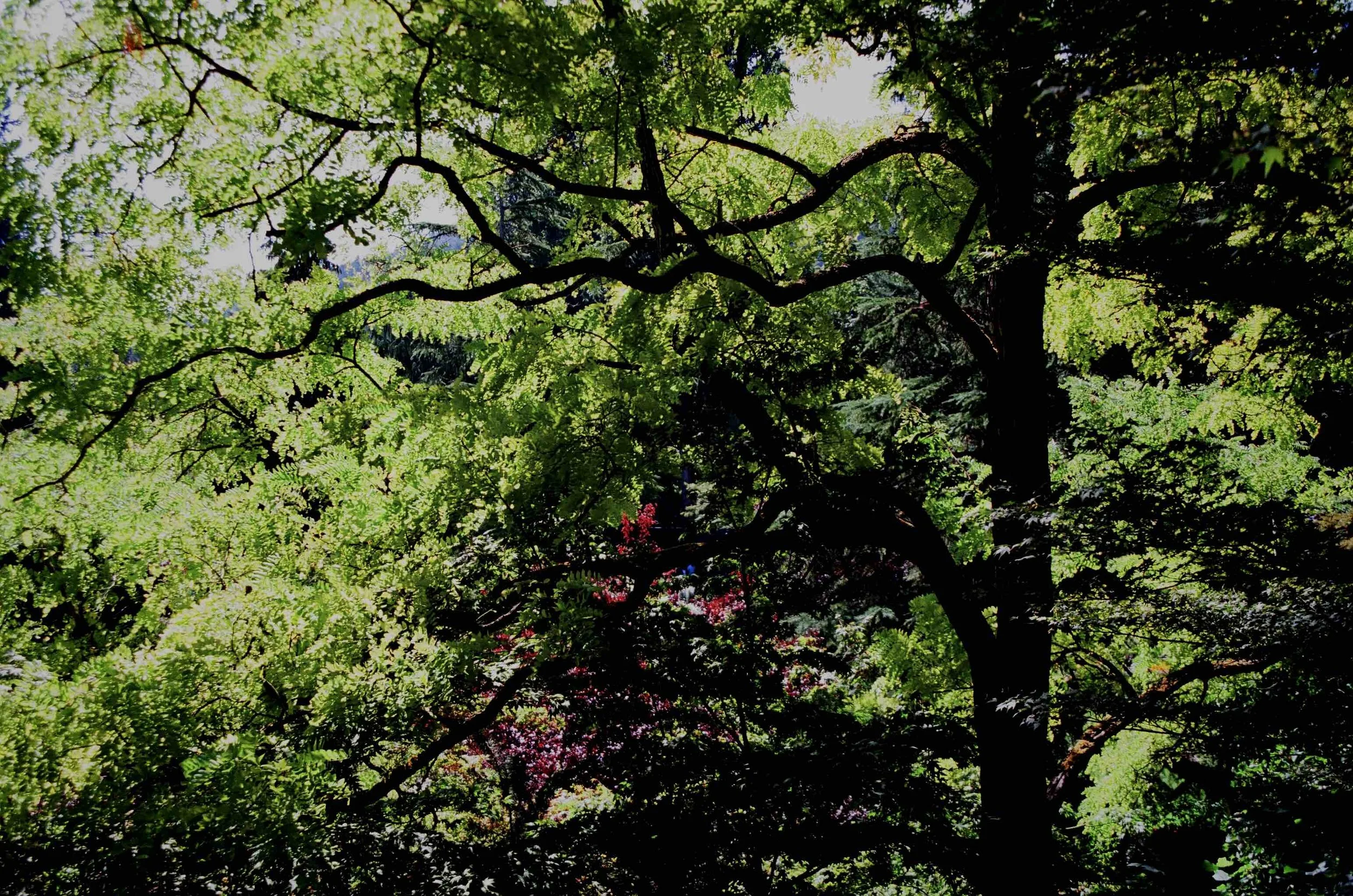 Buchardt Gardens, Victoria, Canada, Nikon N2-28-105mm, Ektar 100, 2018