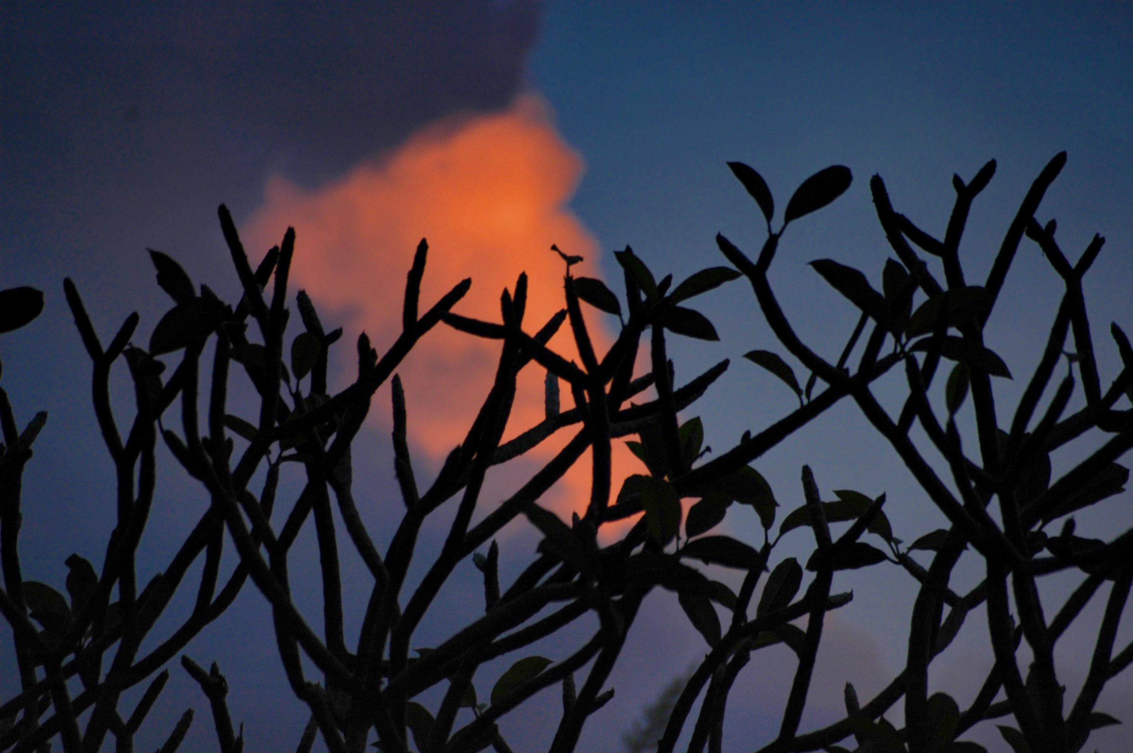Silhouette of plumeria tree and cloud, Hawaii