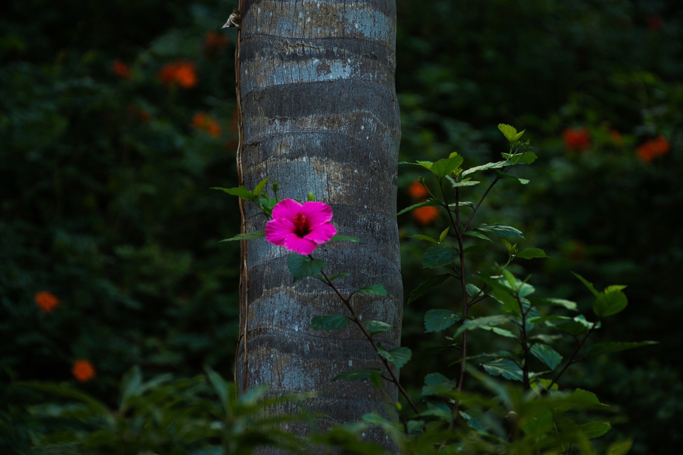 Hibiscus Flower and Tree - San Diego