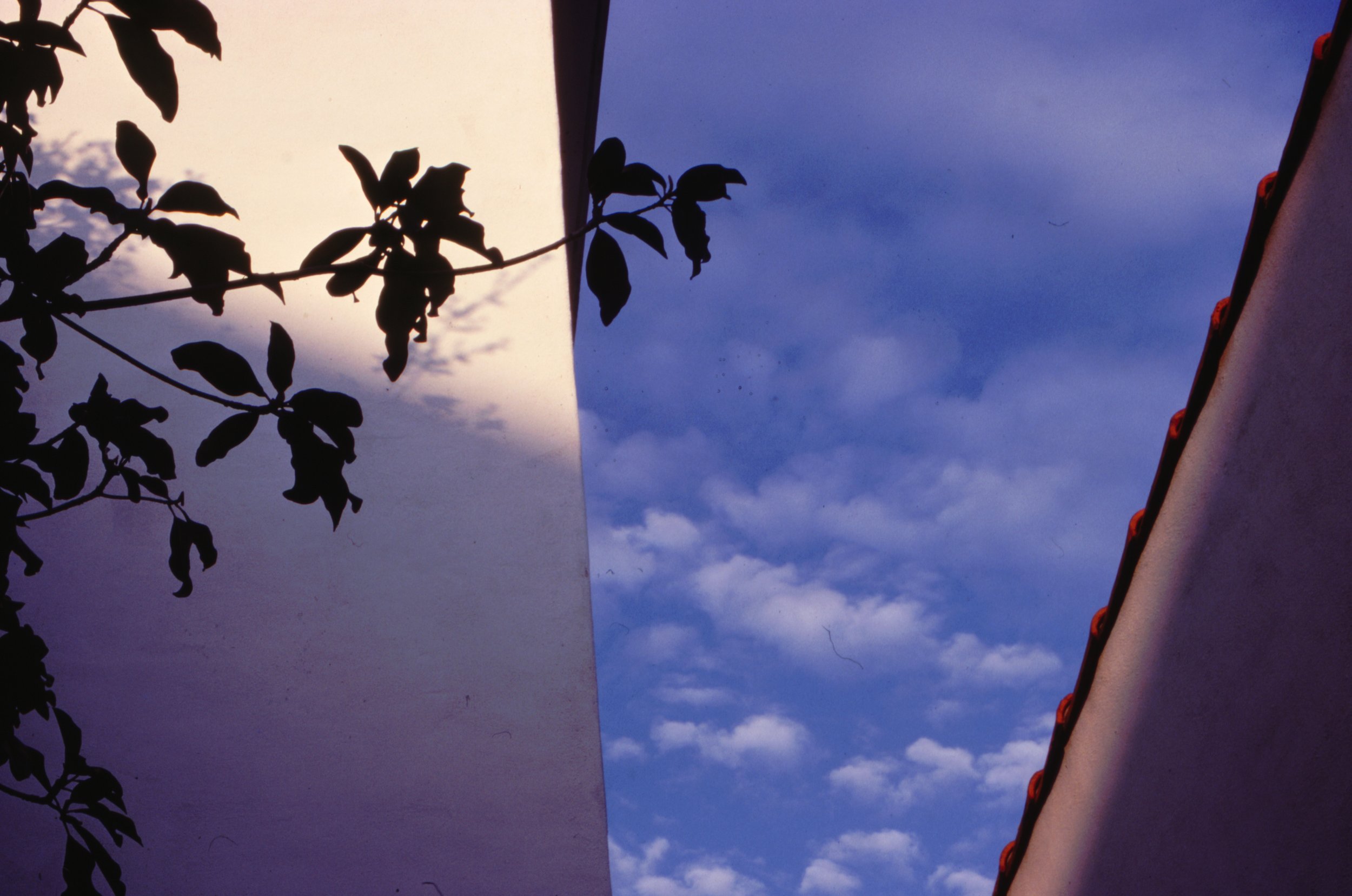 tree and building.jpeg