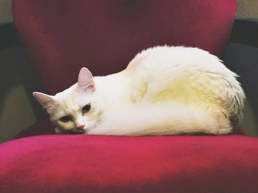 Freyja-1.jpg