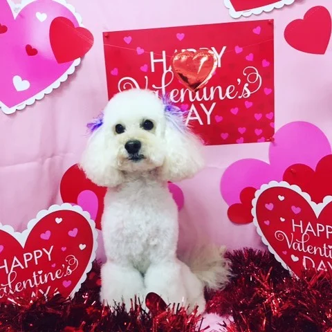 Love is unconditional.  Happy Love Day ❤️#lovewins #love #sukoshiboy #mylove #hestolemyheart #myheartisfull #myotherman #mybaby #valentinesday