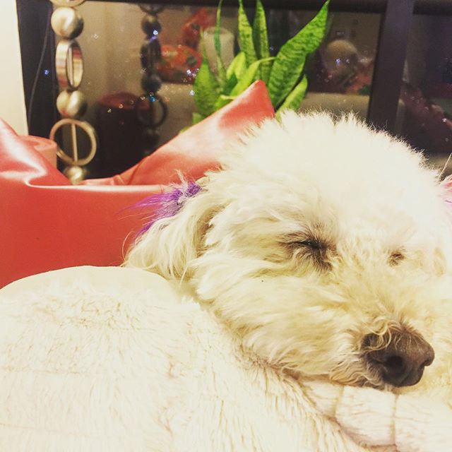 Snuggle time with my #sukoshiboy 🐩 #mybaby #myotherman #poodle #toypoodle #dog #heshuman