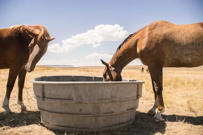 water trough .jpeg