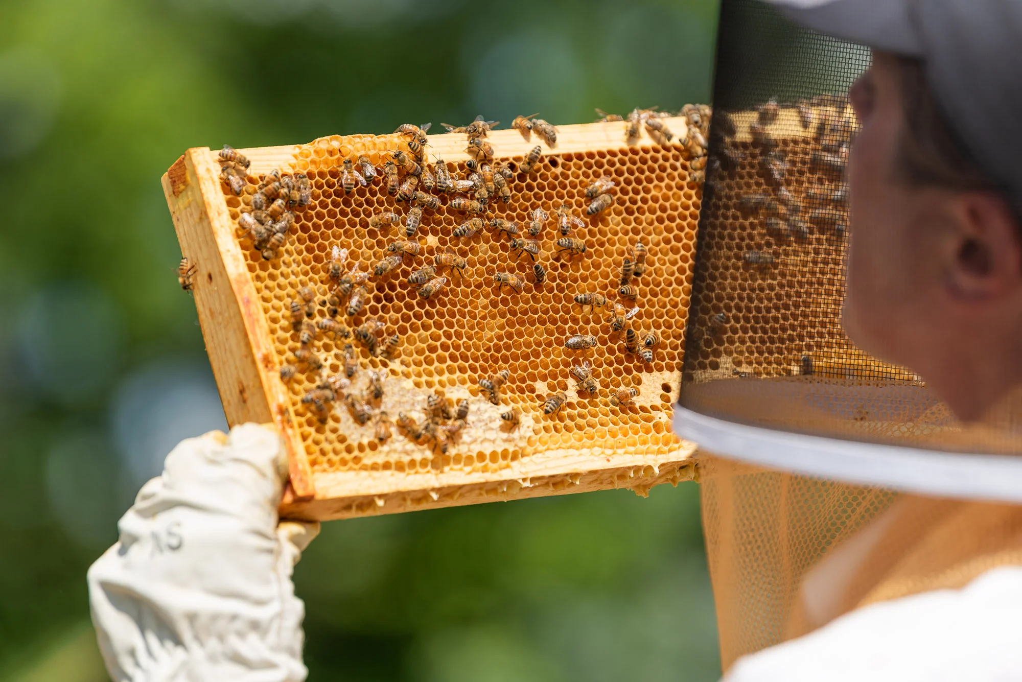 2018-08-09-COMM-JH-Ag-Program-Summer-Ag-Program-Honey-Bees-DSC_1269.jpg