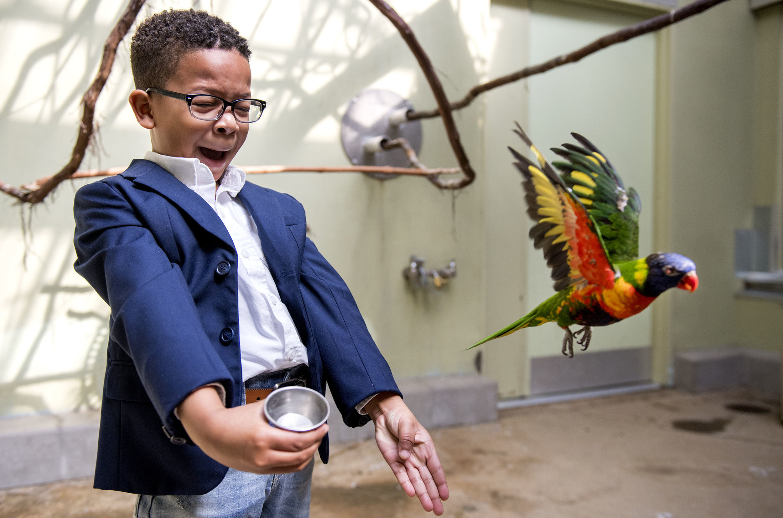  David Morgan, 5, of McKeesport, screams as a rainbow lorikeet flies away from him after trying to gain confidence to feed the bird on Sunday, April 1, 2018 at the National Aviary in North Side. 