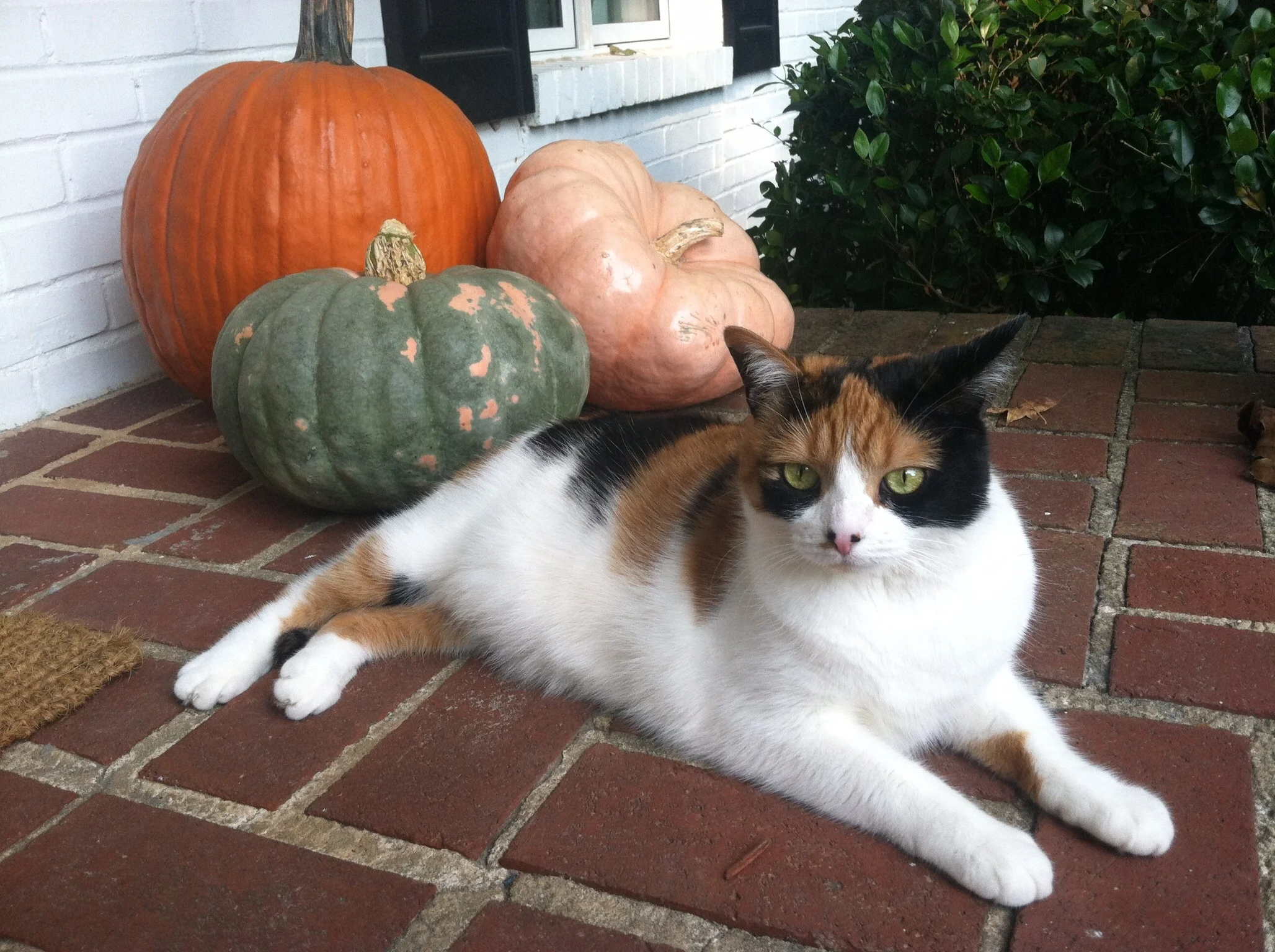 5 Things to Do in Atlanta in the Fall