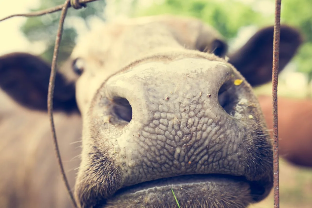 MOO