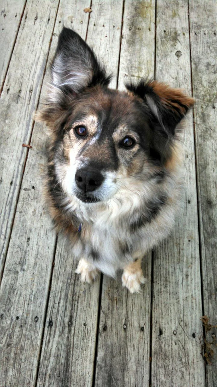 This is Nike, she is my "therapy assistant" and is frequently at the office.