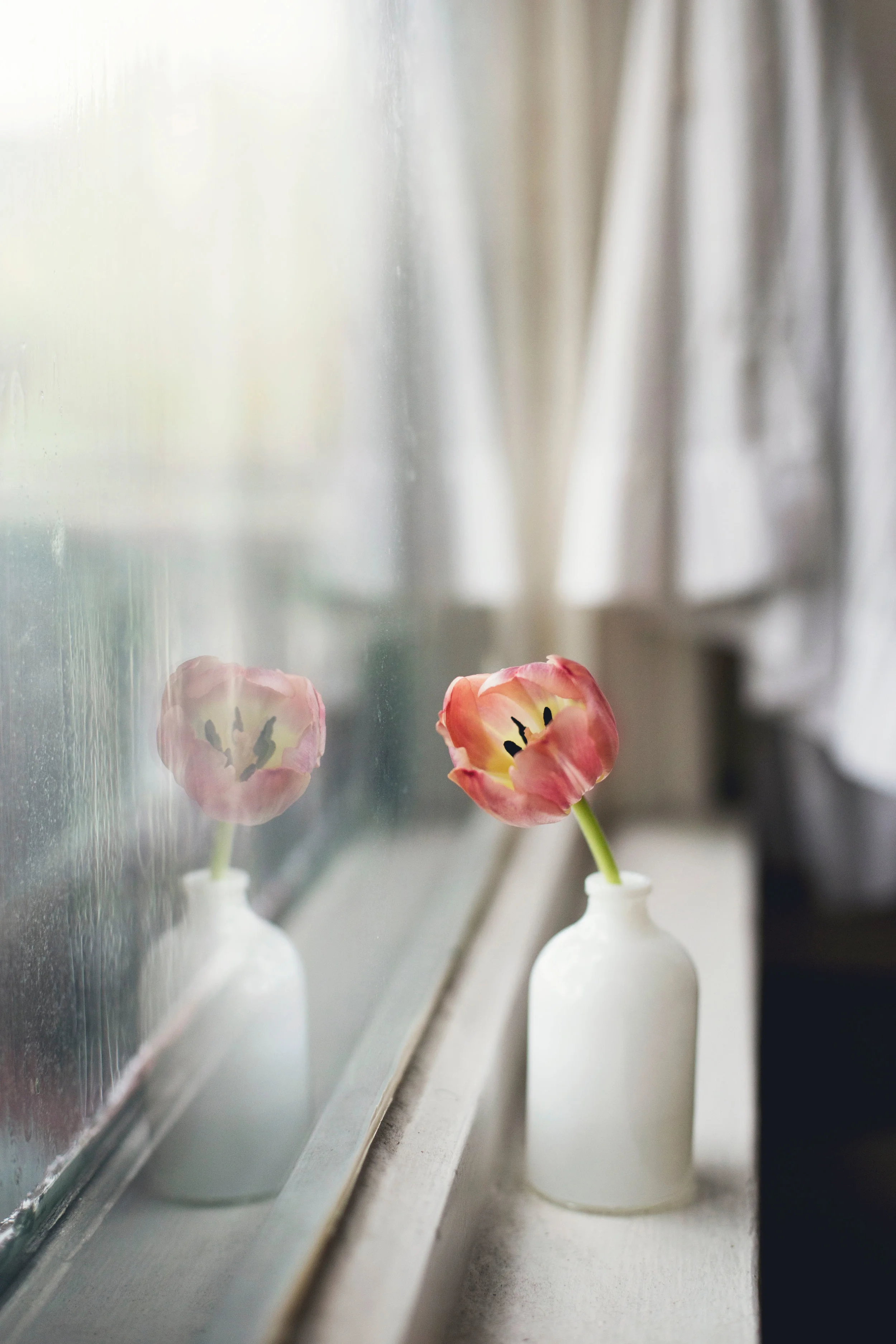 tulip.jpg