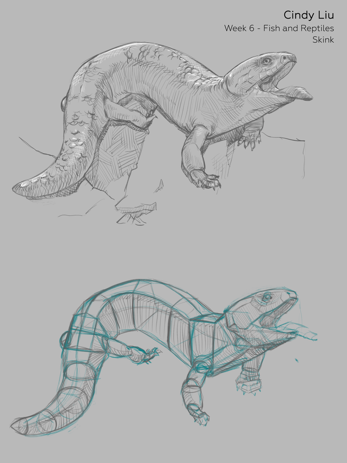 CindyLiu_w6_skink.png