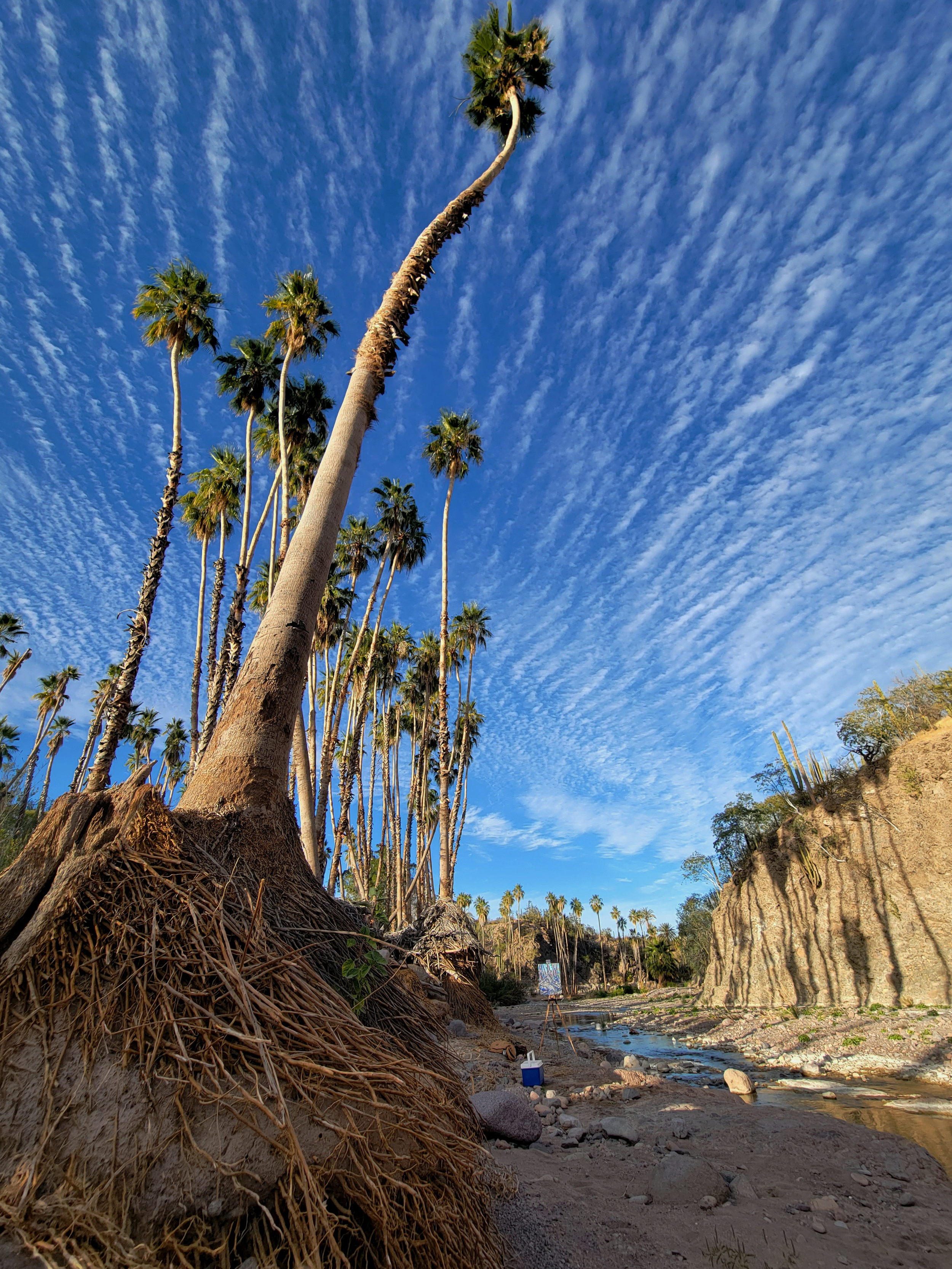 The water from the recent flooding erroded away large chunks of rock and dirt exposing a rich tapestry of roots
