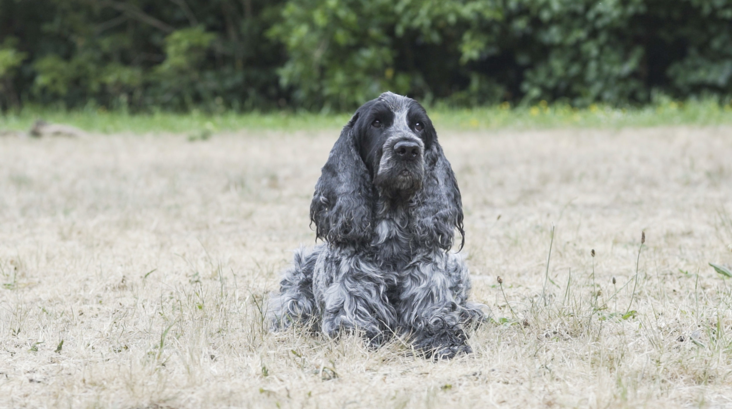 Aqua Hounds-3.jpg
