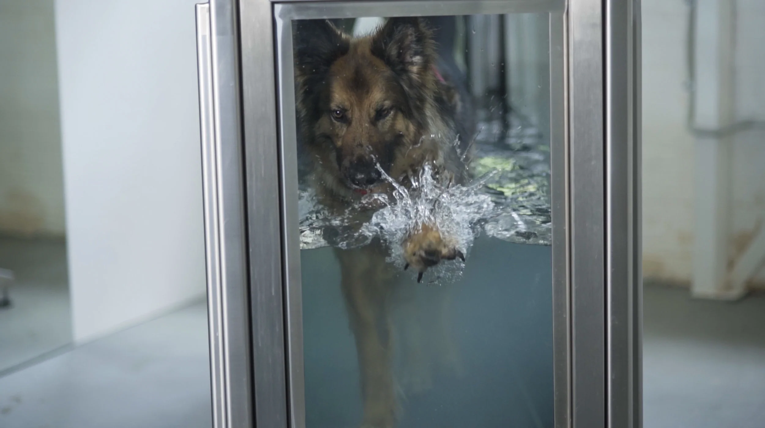 Aqua Hounds-12.jpg