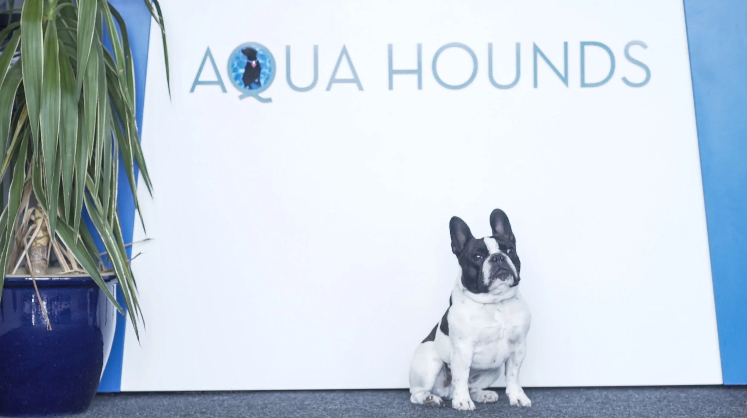 Aqua Hounds-23.jpg