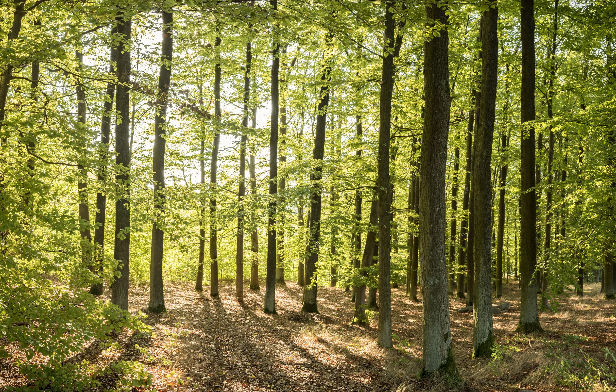 Das_besondere_Holz-010.jpg