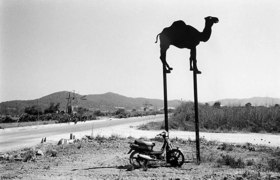 CamelPhat w 219 Boys