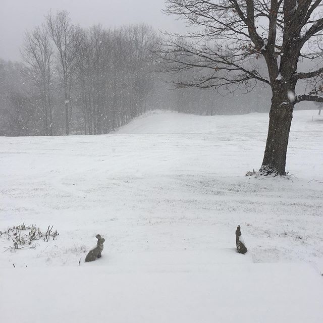 Bunnies before they got buried in the snowstorm! #snow #weekend #stilllife #upstatenewyork #gabytana