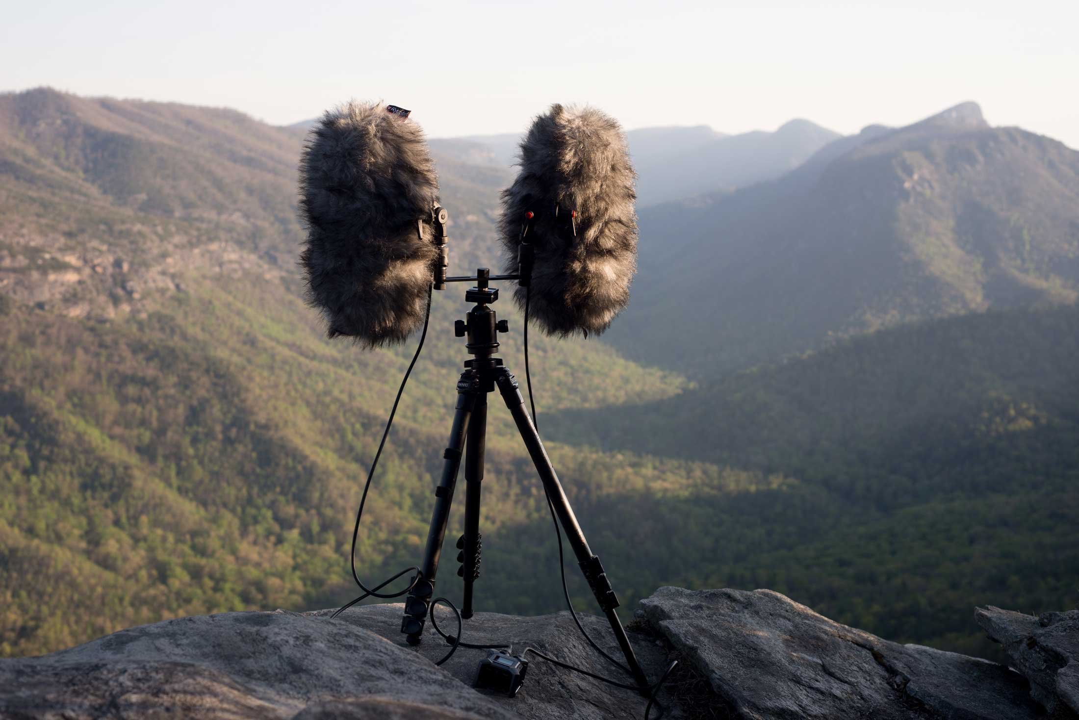 Field Recording 2.jpeg