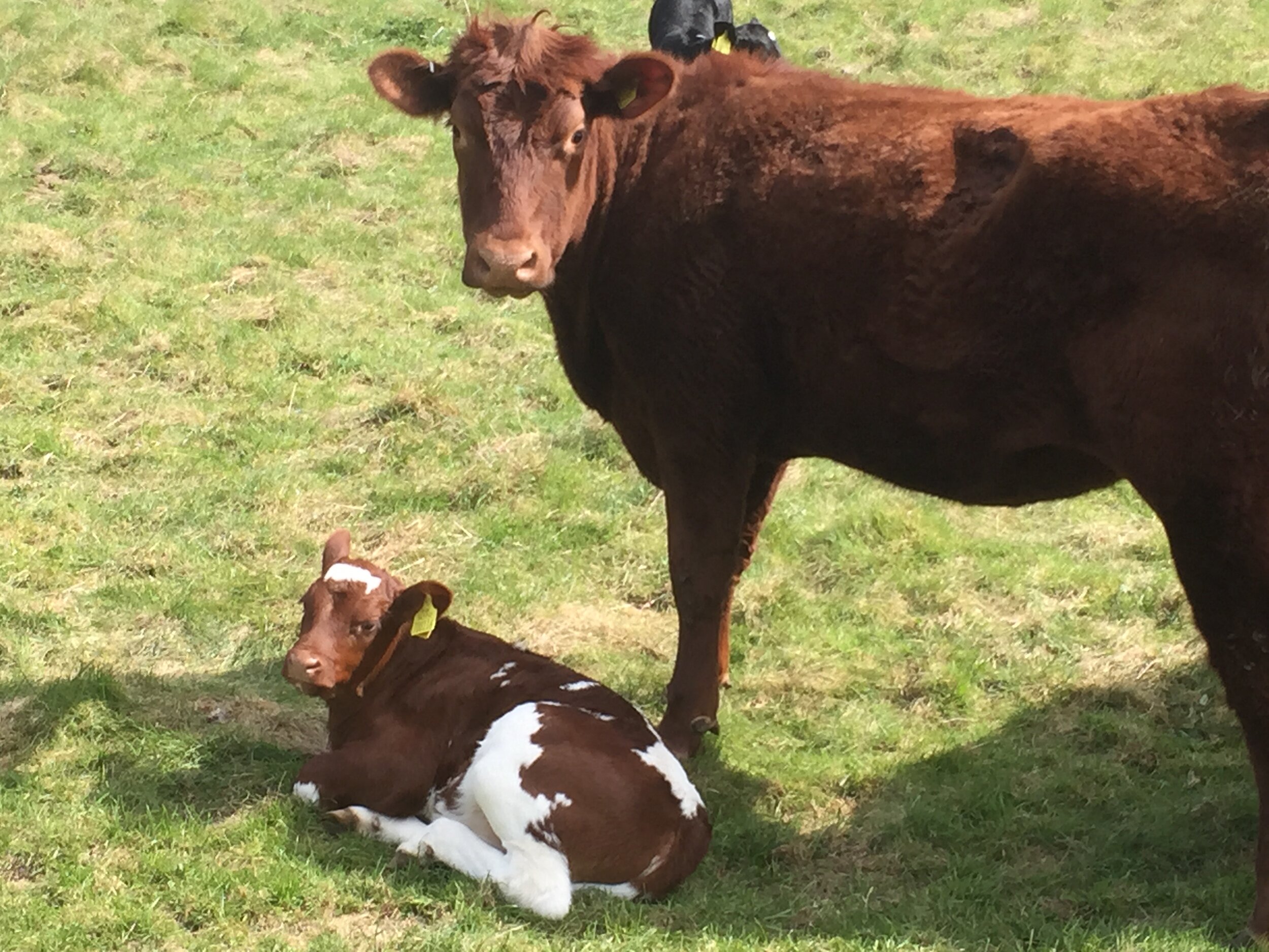 Suckler cow &amp; calf 