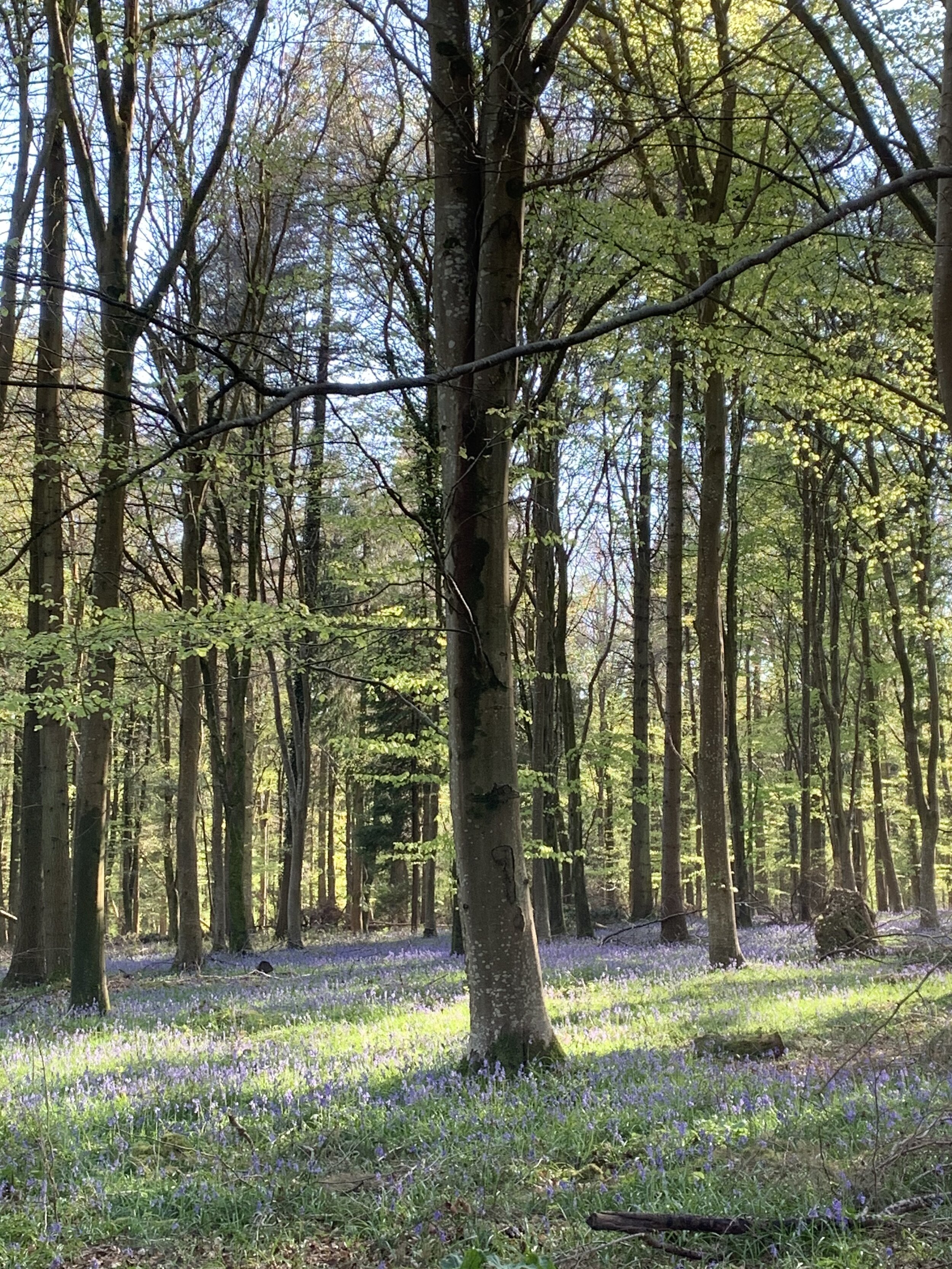 Ashmore woods in bluebell season