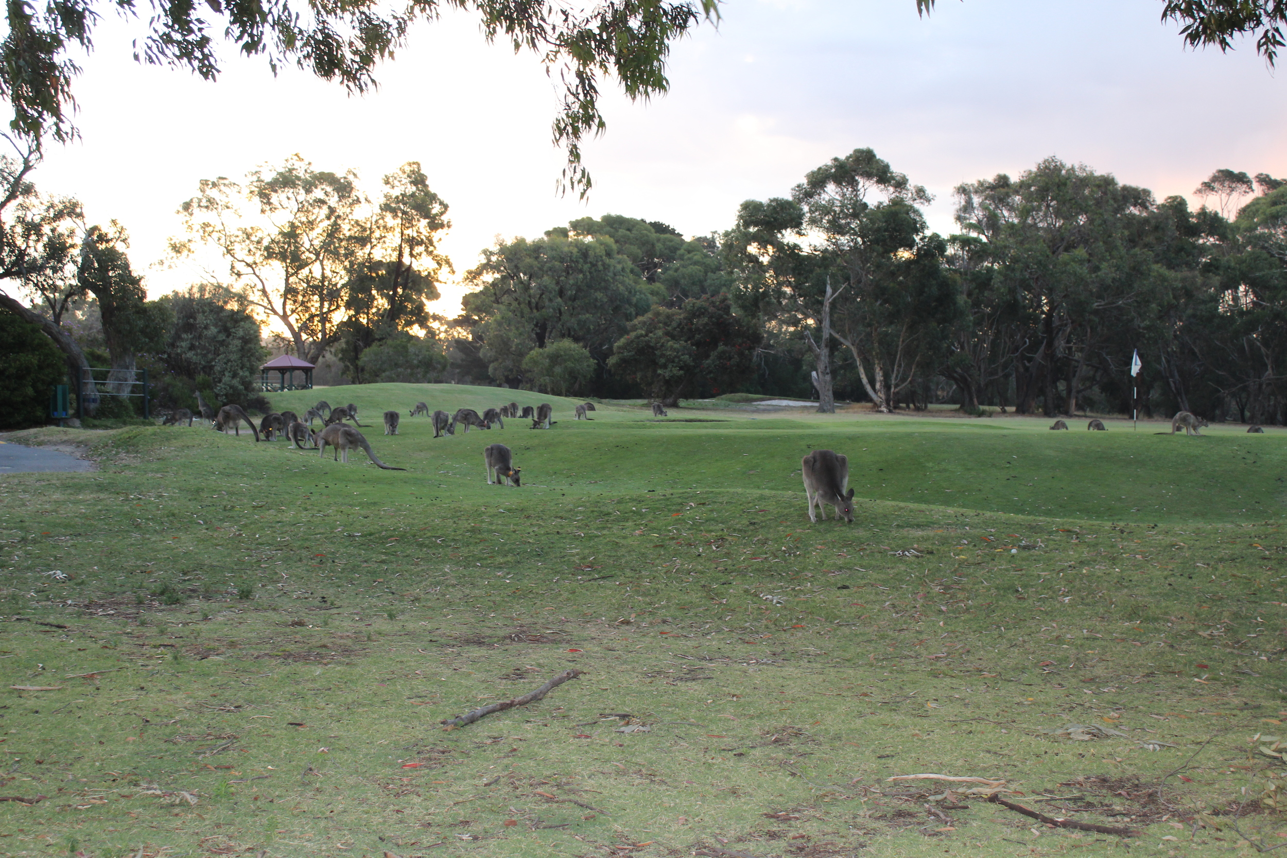 Anglesea Golf Course