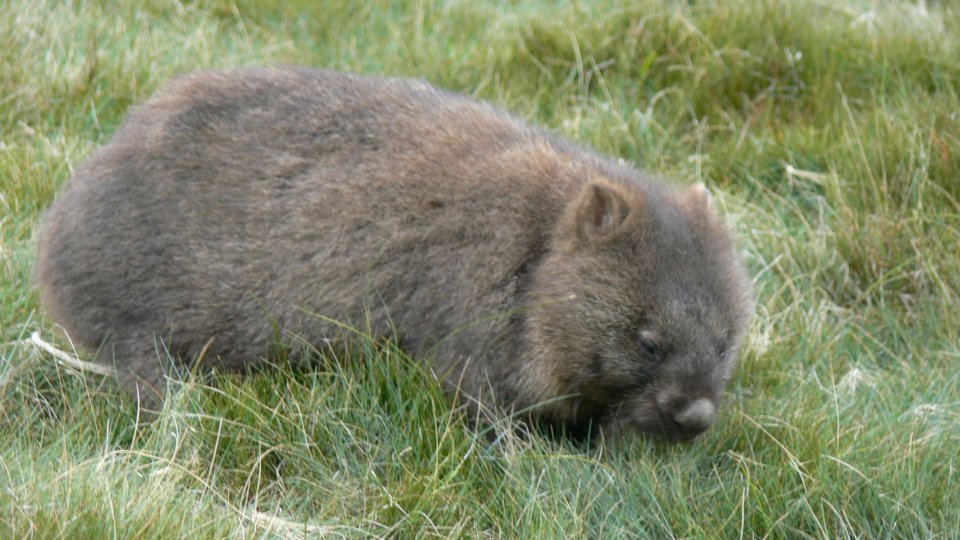 Wombat in Cradle Mountain National Park