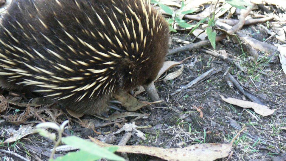 Echidna - TasmanIA