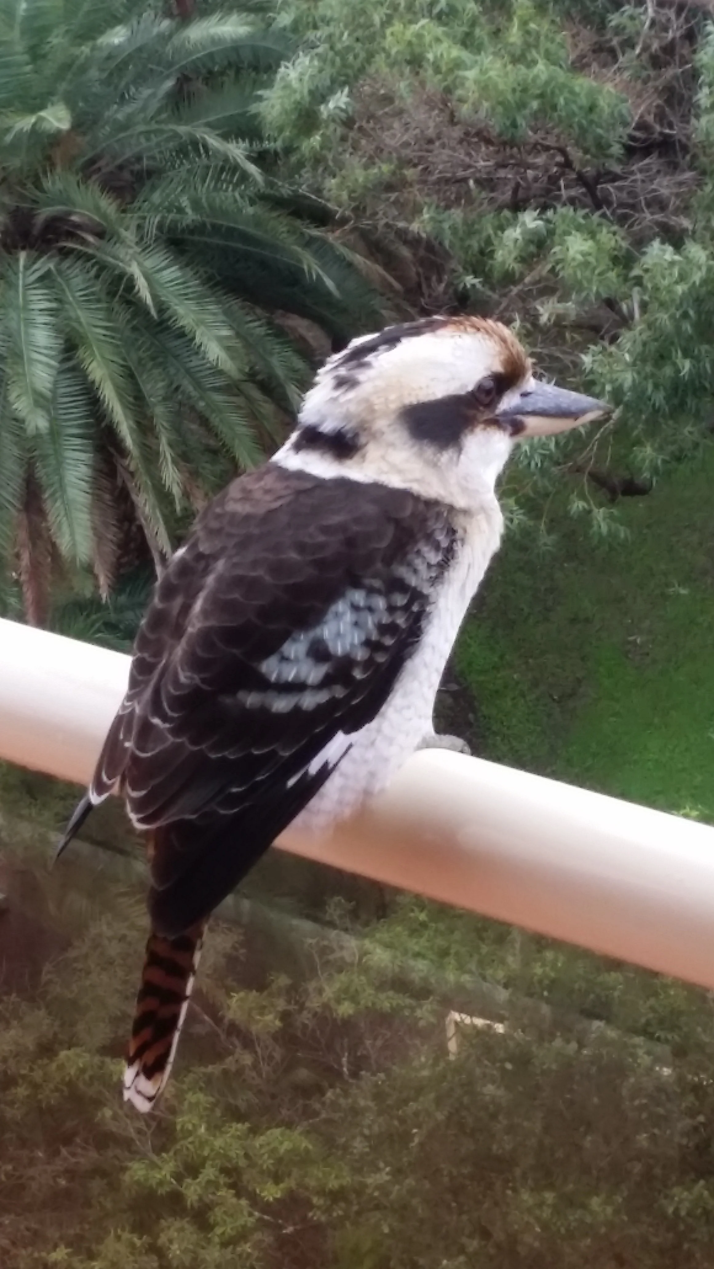 Kookaburra on my balcony, Sydney