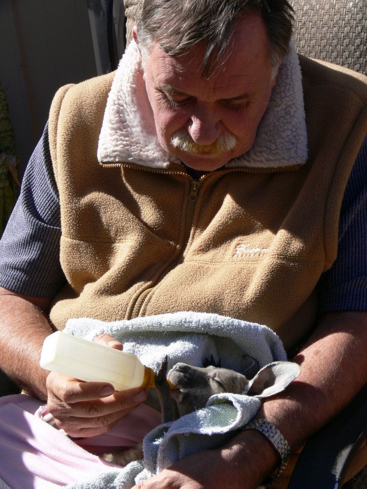 Kangaroo Rescue Centre Coober Pedy