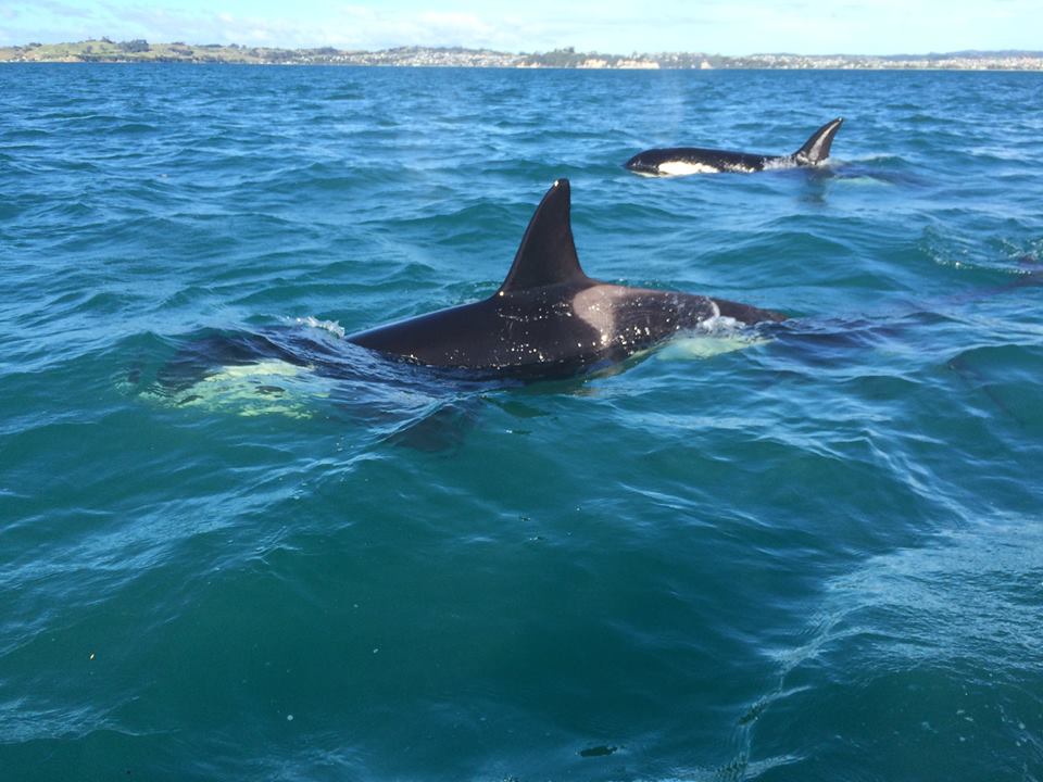 Orcas in Hauraki Gulf New Zealand