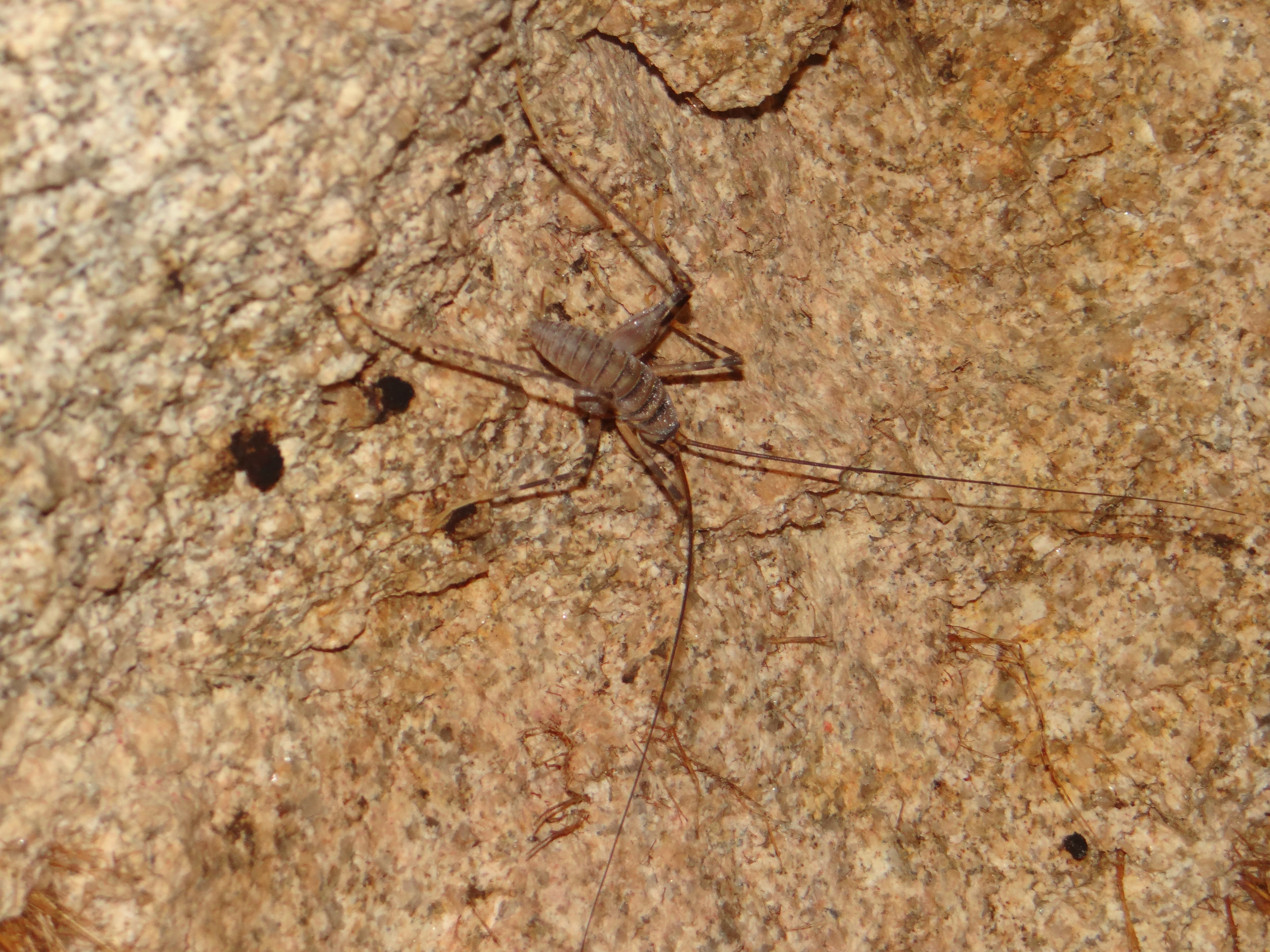 Cave weta Abel Tasman NATIONAL PARK New Zealand
