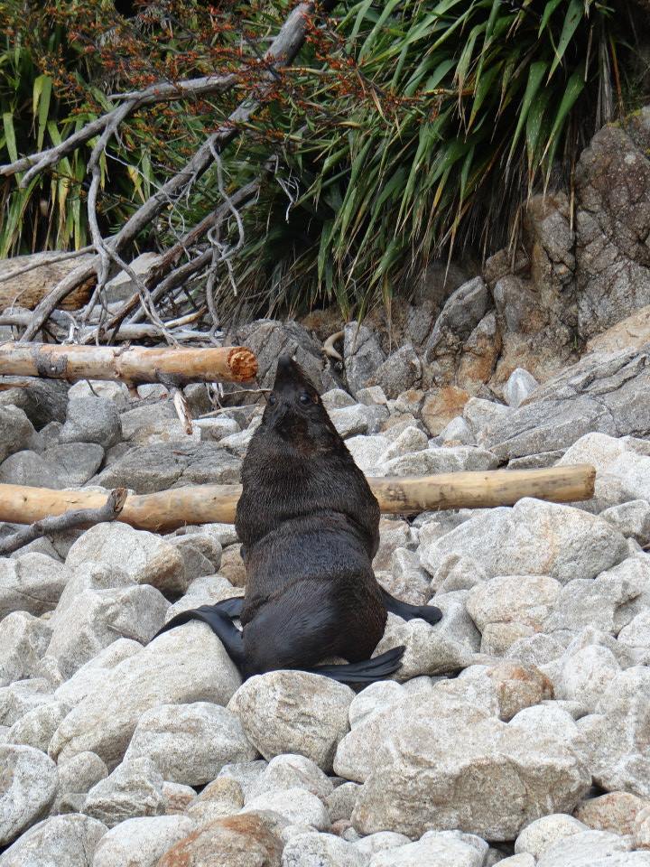 SEAL ABEL TASMAN NATIONAL PARK NEW ZEALAND