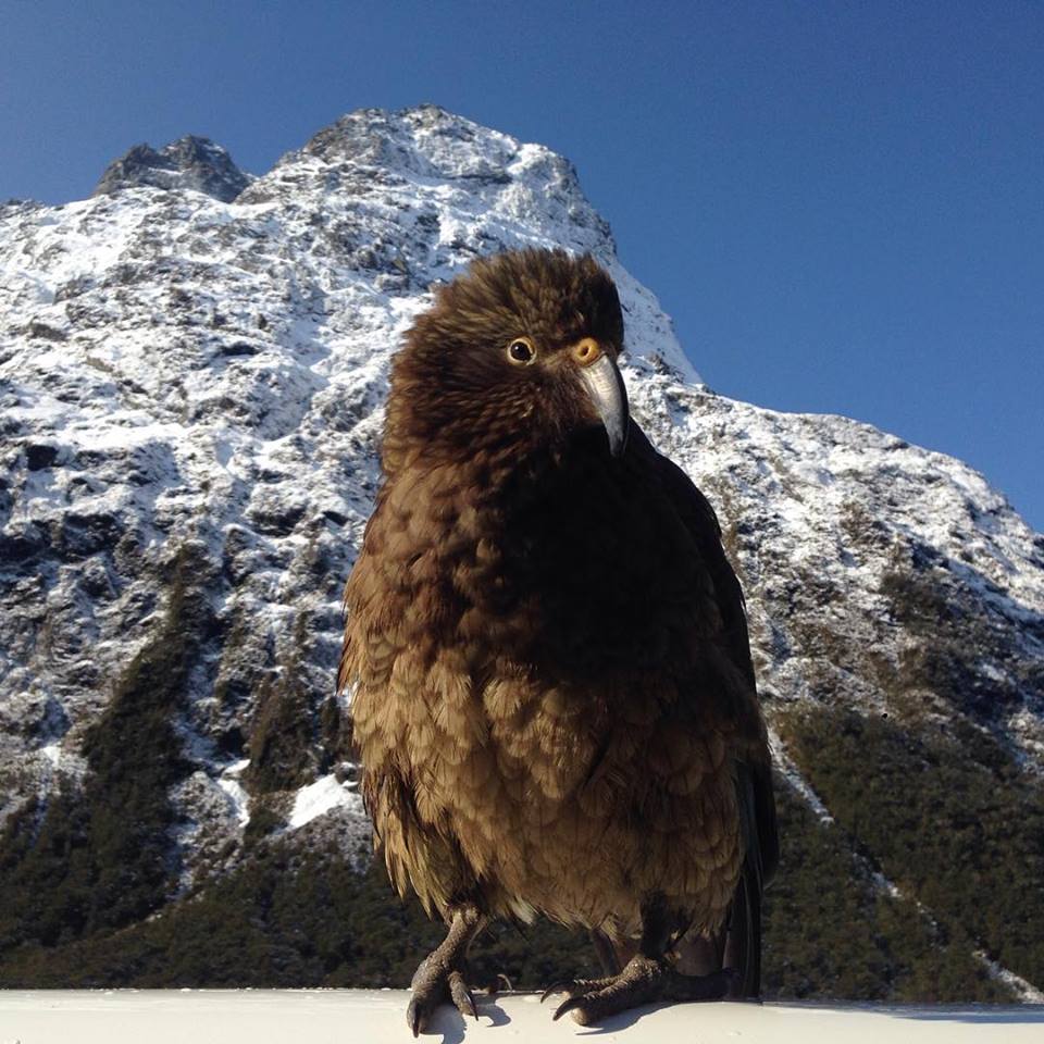 KEA in Milford Sound Fiordland New Zealand