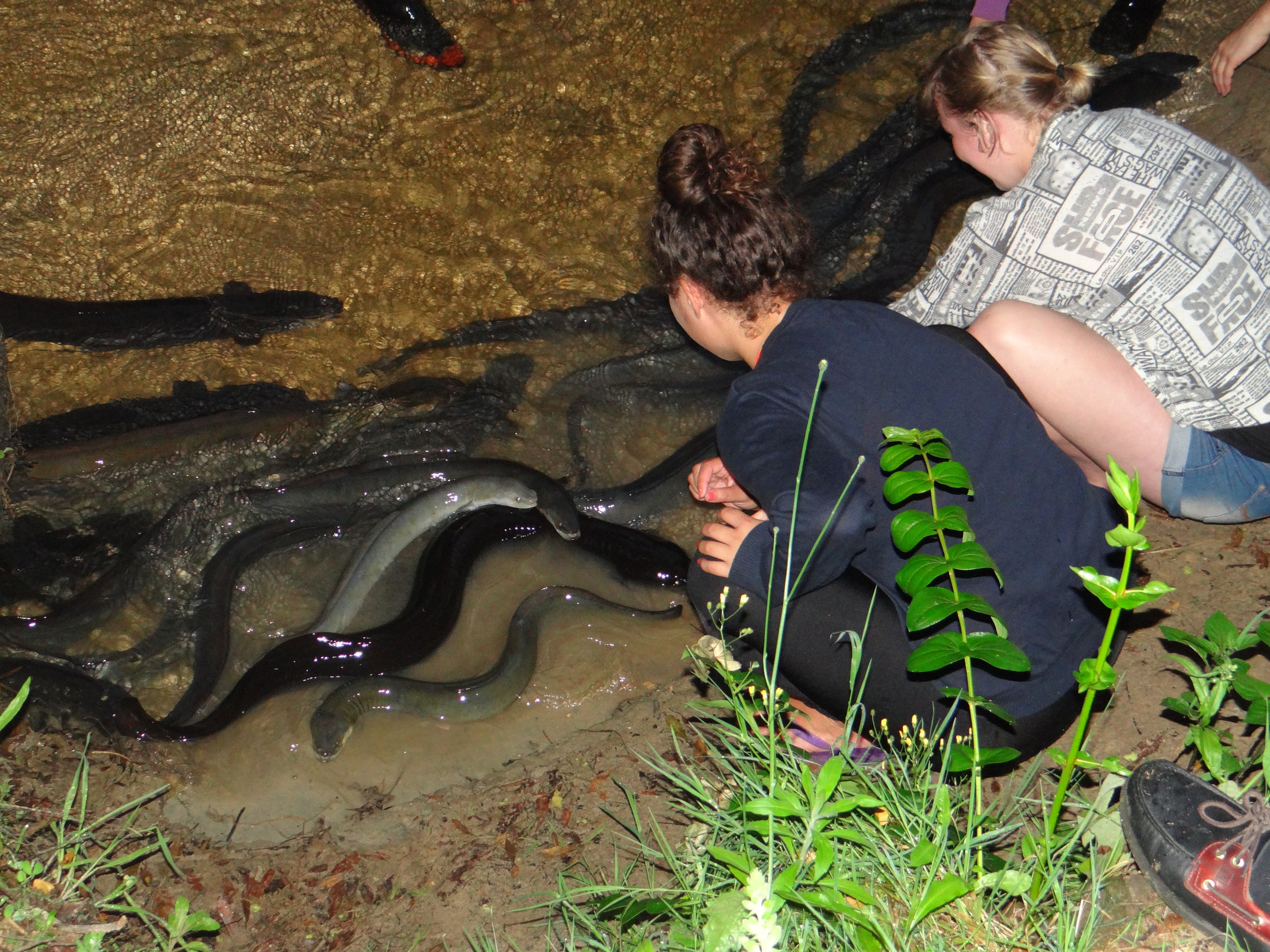 Eels in Abel Tasman National Park New Zealand