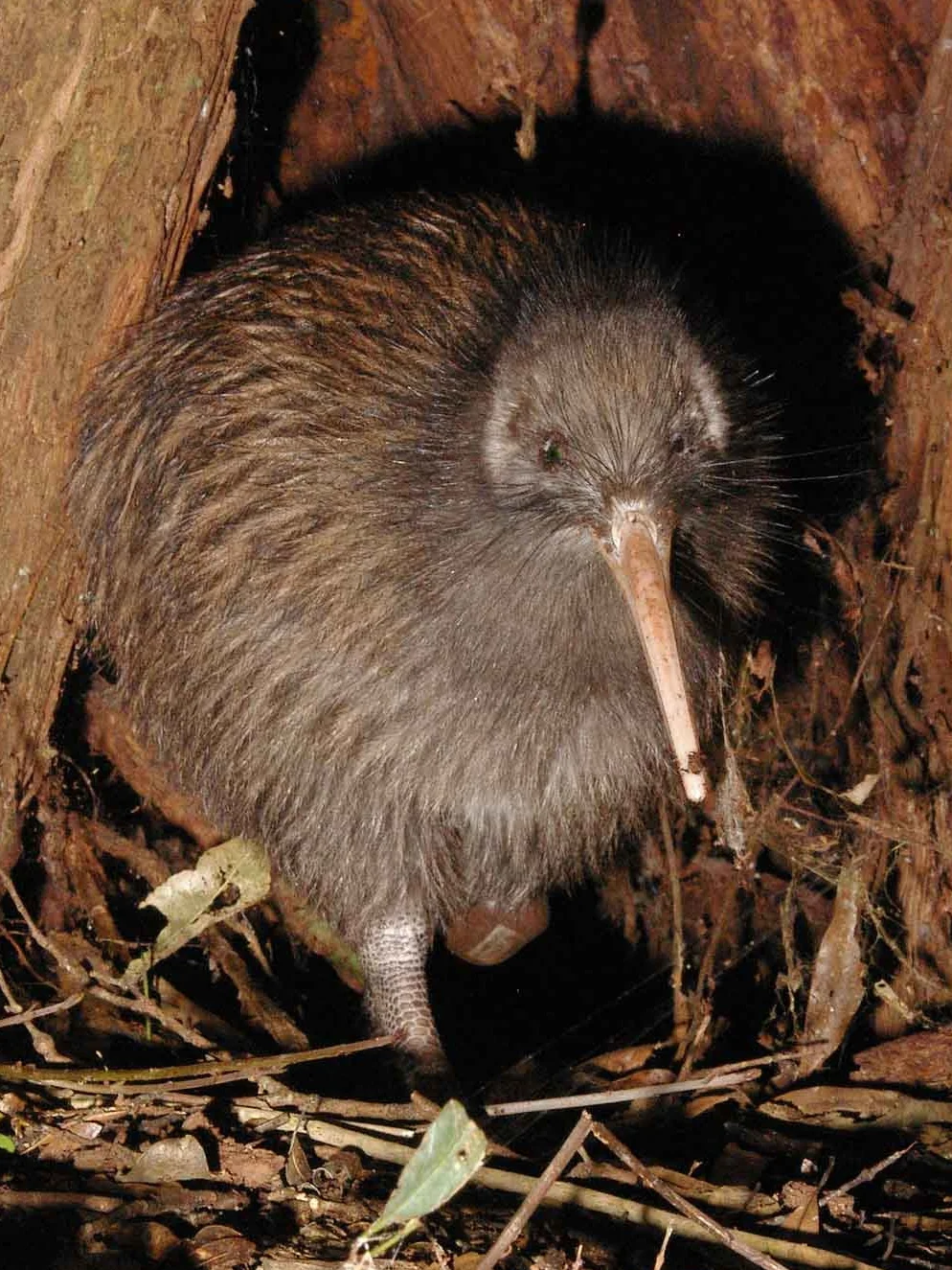 Kiwi BIRD NEW Zealand