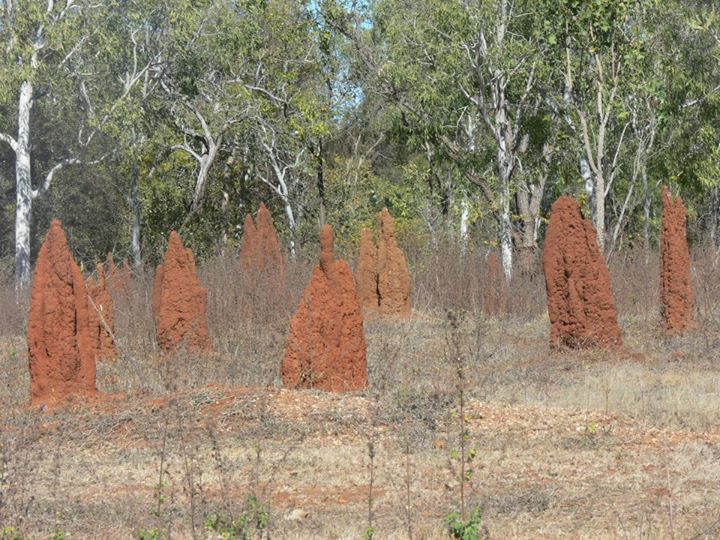 Group of smaller mounds, Northern Territory, Australia