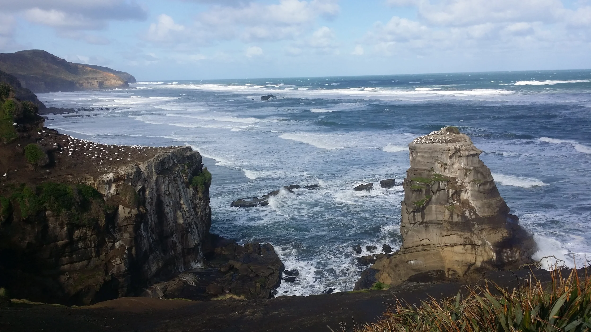 Gannet colony, Muriwai Beach, Auckland New Zealand